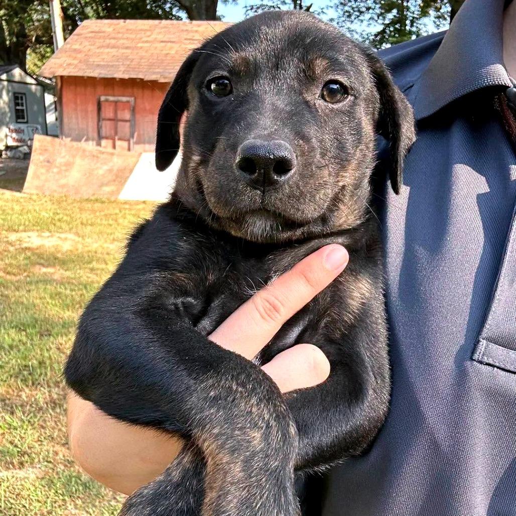 Enlarge Jackie, a Adoptable Mixed Breed in Clarksville, TN image 1/5