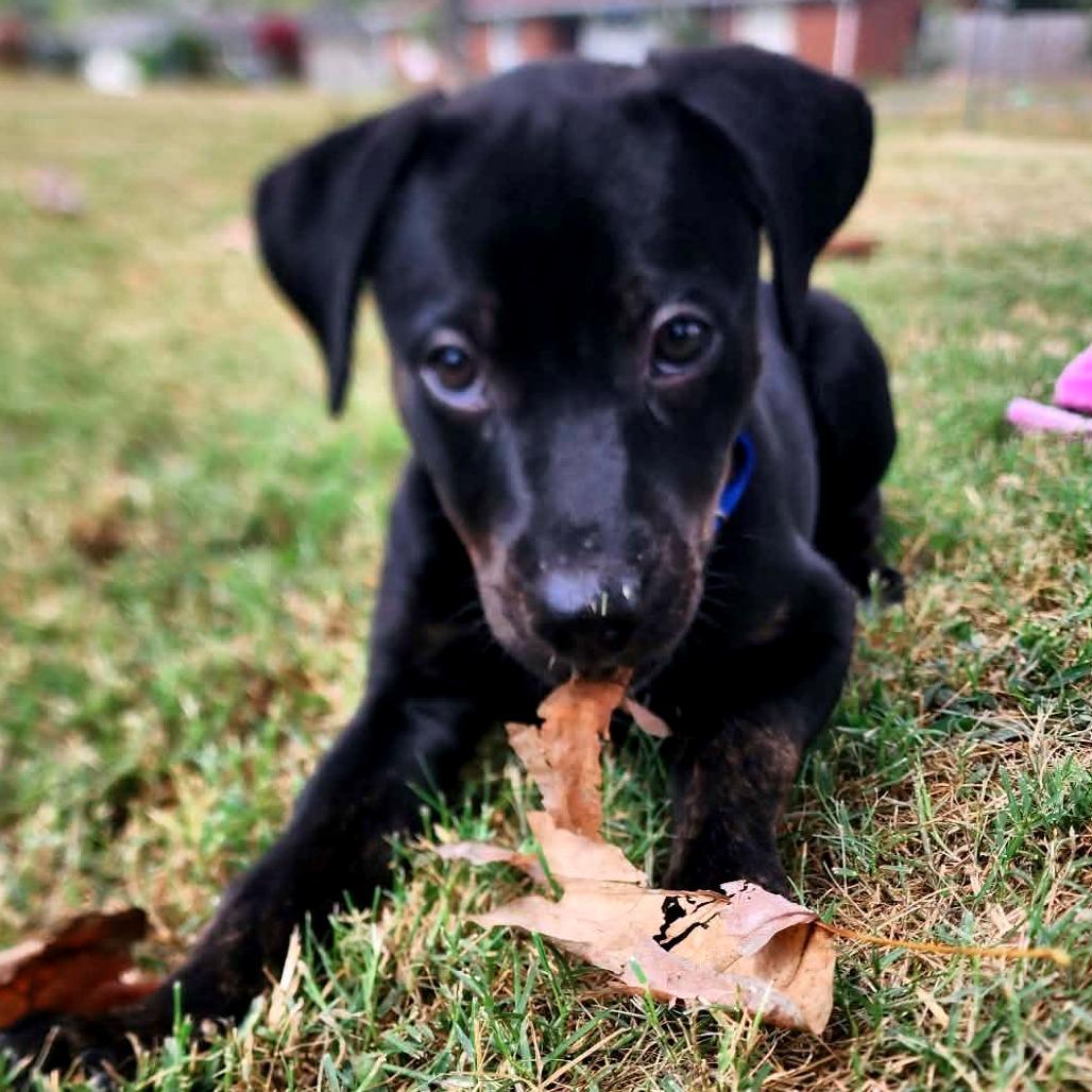 Enlarge Jackie, a Adoptable Mixed Breed in Clarksville, TN image 3/5