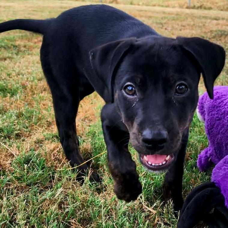 Enlarge Jackie, a Adoptable Mixed Breed in Clarksville, TN image 4/5
