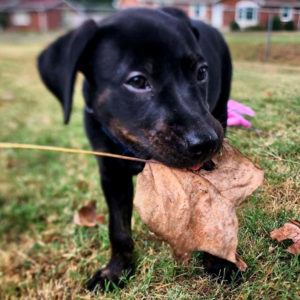 Enlarge Jackie, a Adoptable Mixed Breed in Clarksville, TN image 5/5