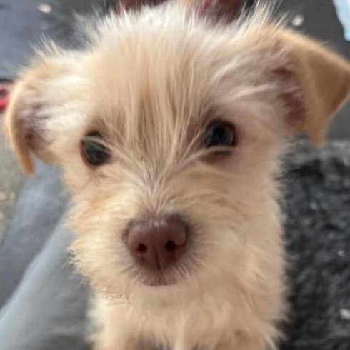 Pixie - BR, Adoptable, Puppy Female Wirehaired Terrier & Chihuahua.
