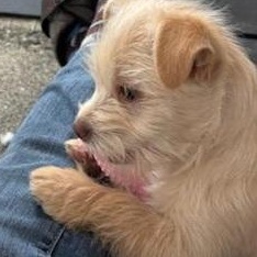 Enlarge Pixie - BR, a Adoptable mixed breed in Burlington, WA image 2/2