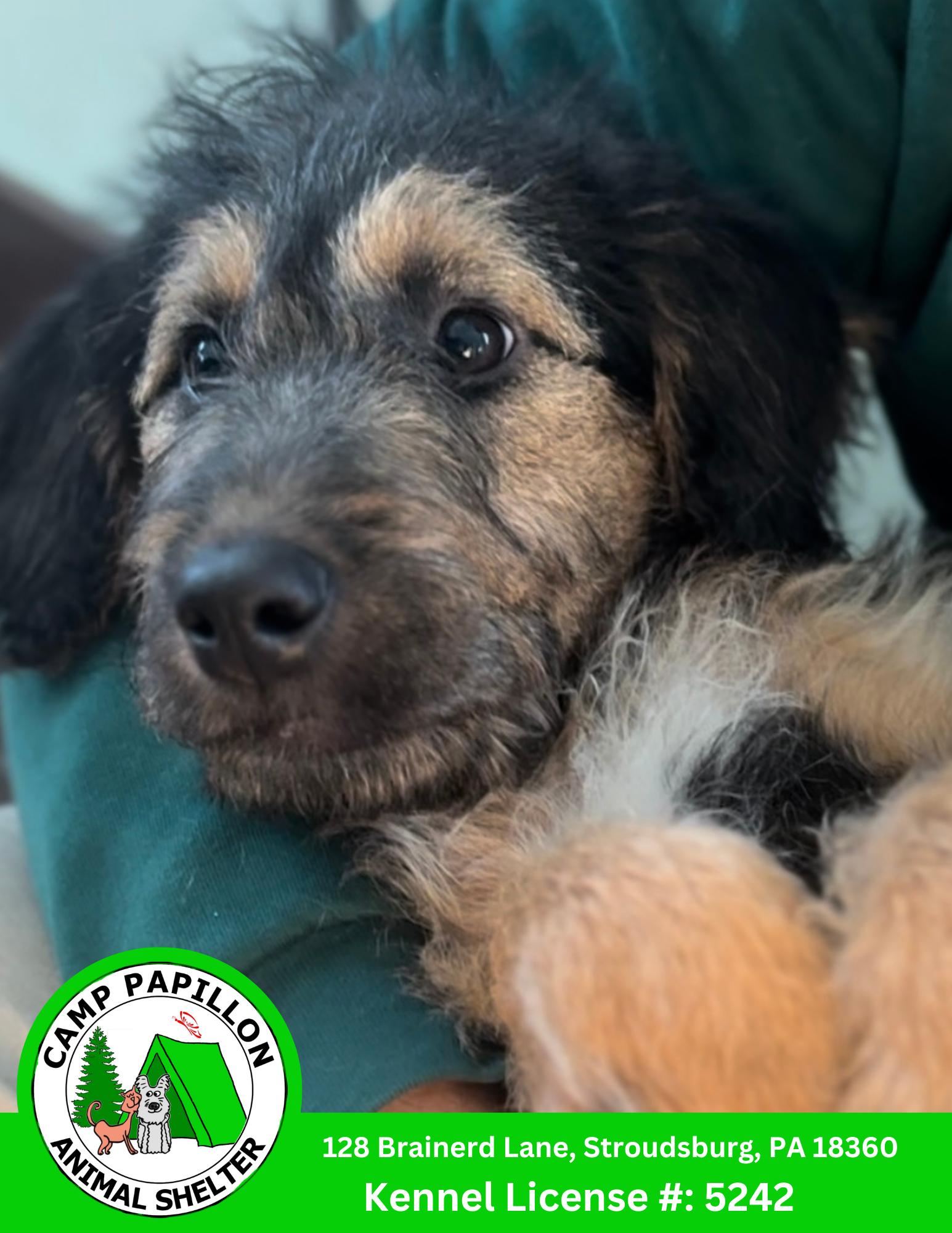 Sofia, Adopted, Young Female Airedale Terrier.