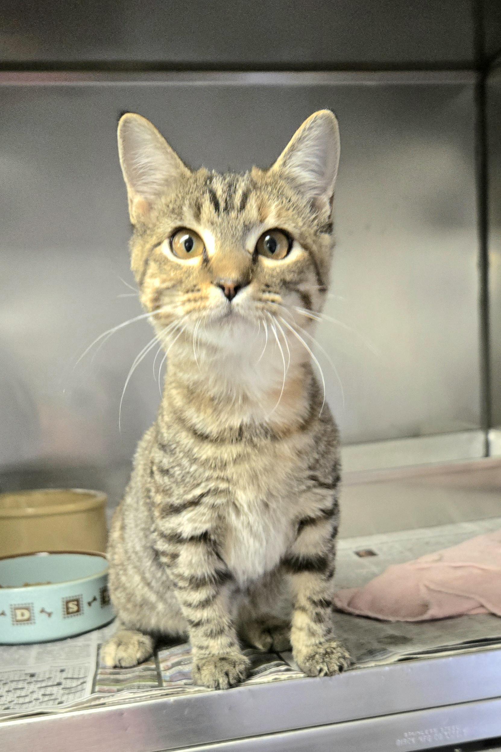 Sydney, an adopted Domestic Short Hair in Arlington Heights, IL image 2/6