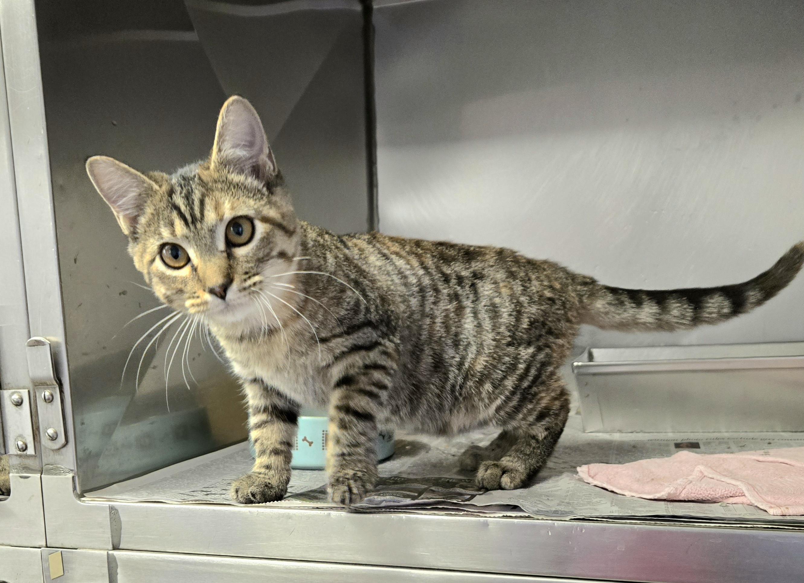 Sydney, an adopted Domestic Short Hair in Arlington Heights, IL image 3/6