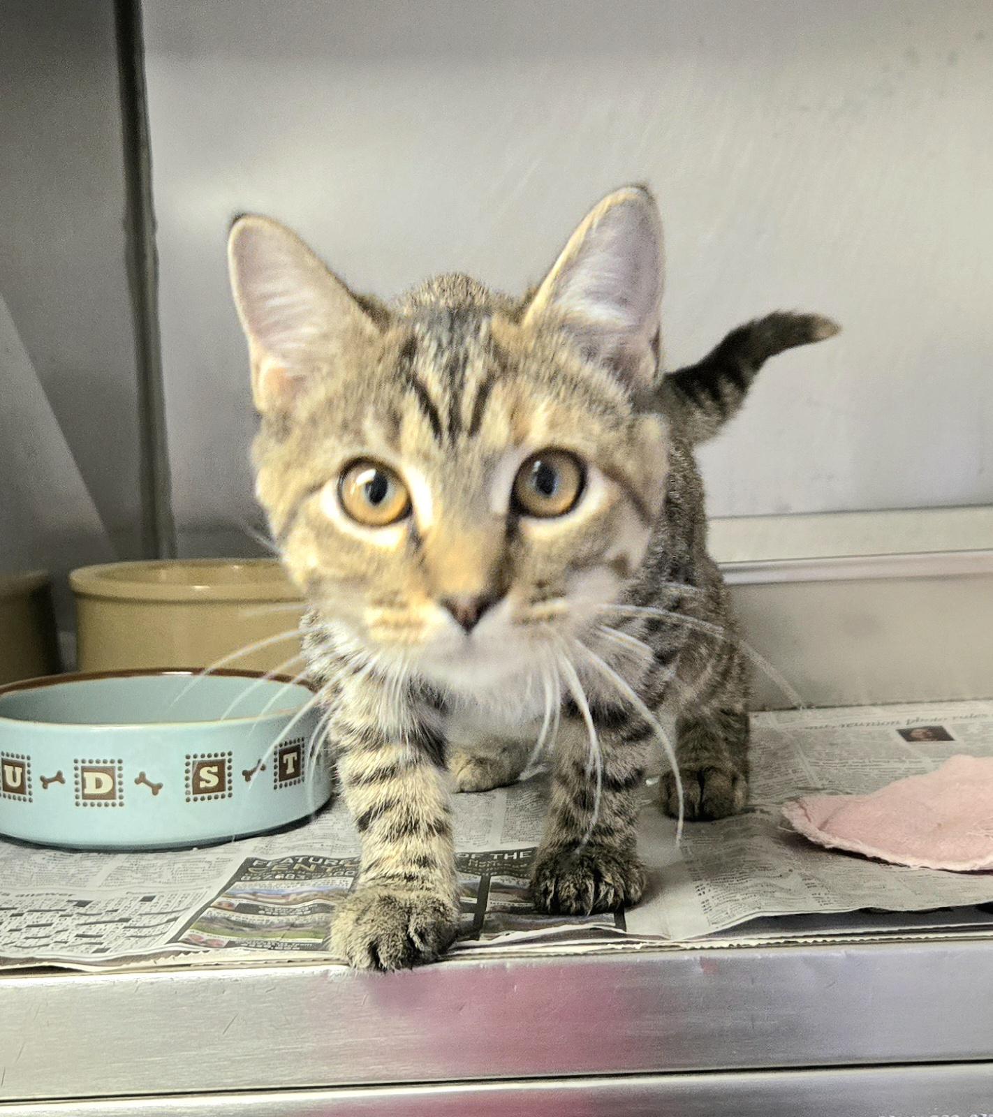 Sydney, an adopted Domestic Short Hair in Arlington Heights, IL image 4/6