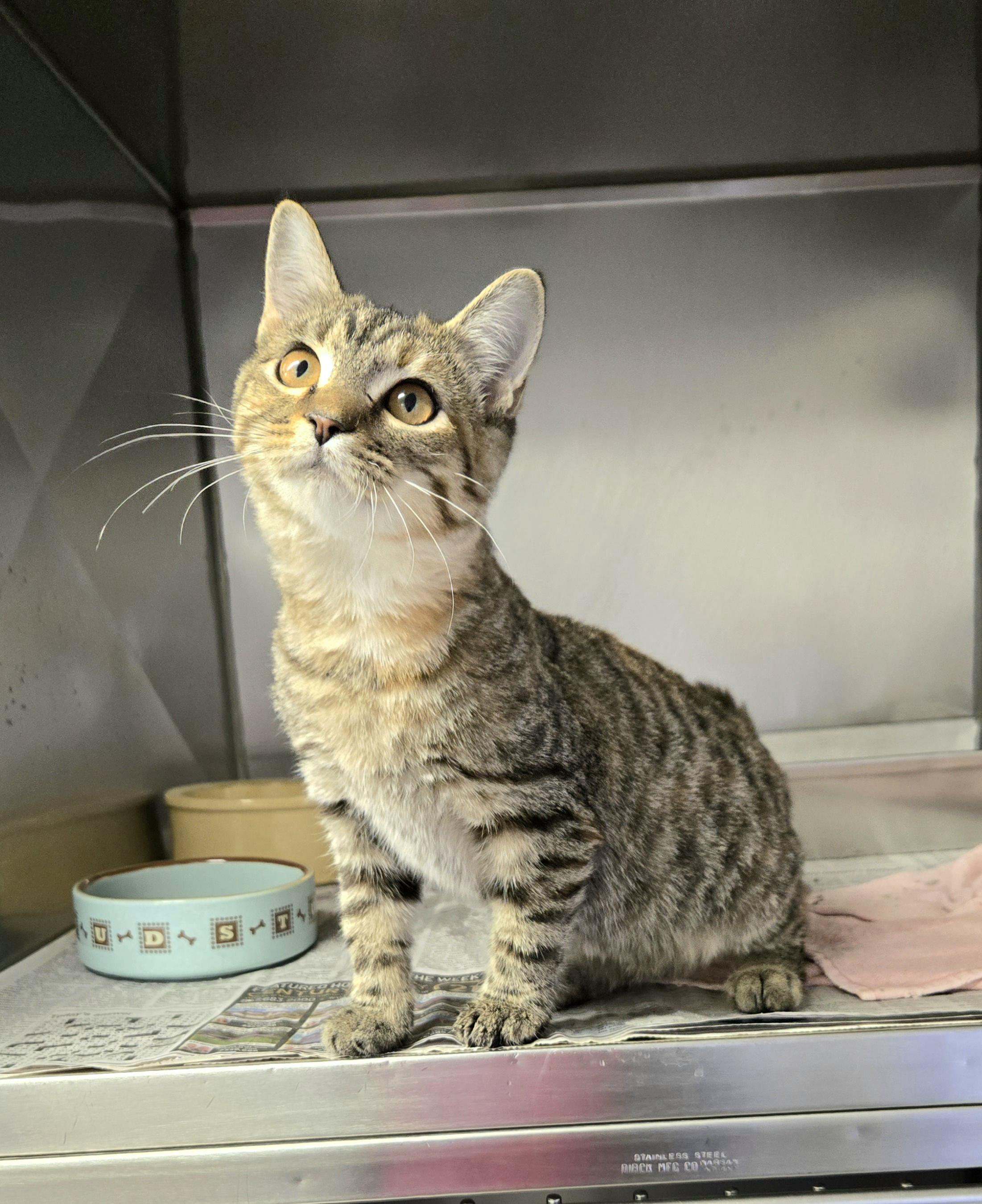 Sydney, an adopted Domestic Short Hair in Arlington Heights, IL image 6/6