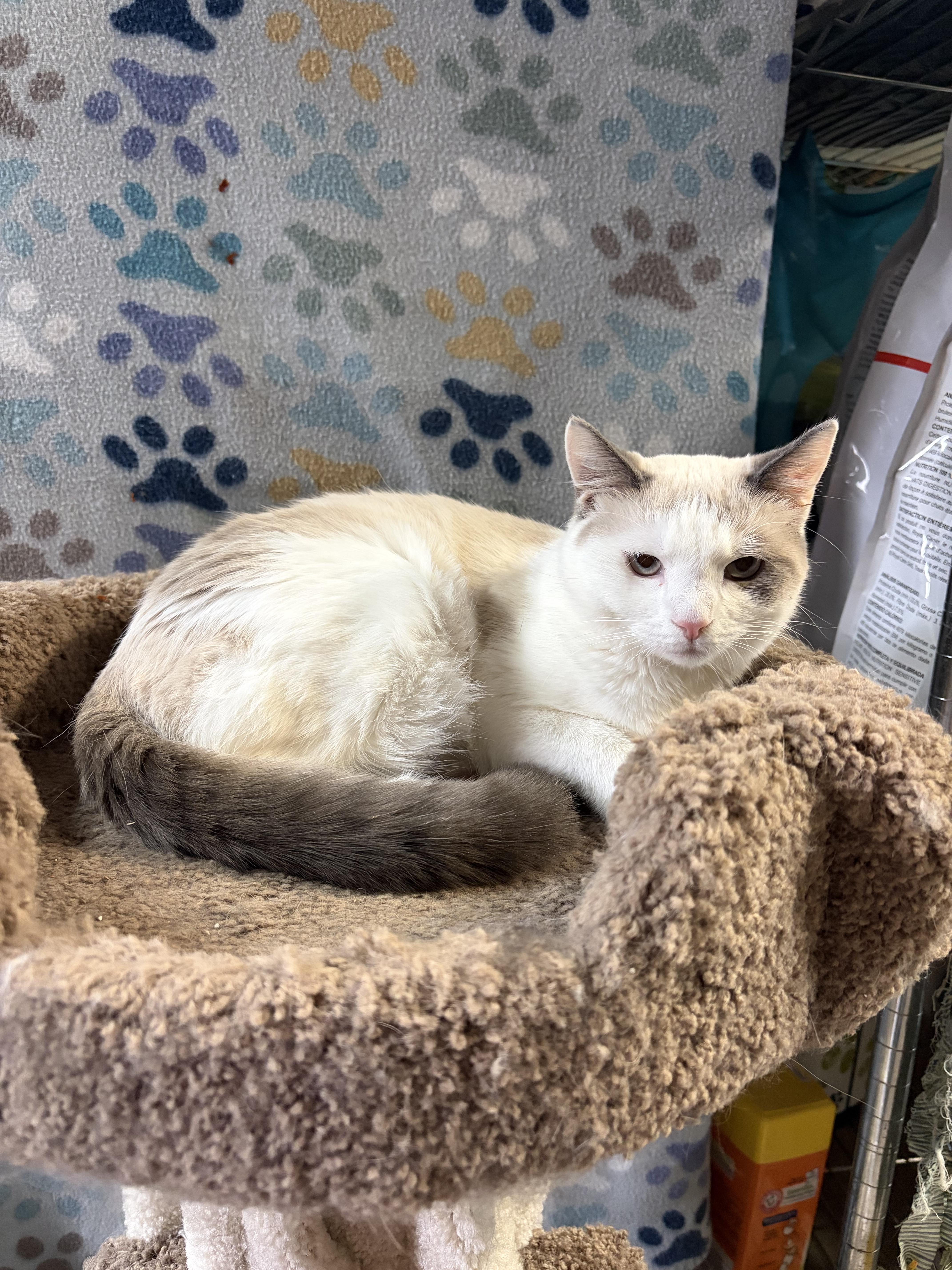 Enlarge 'TUNDRA' and 'NORDICA', an adoptable mixed breed in North East, MD image 2/4