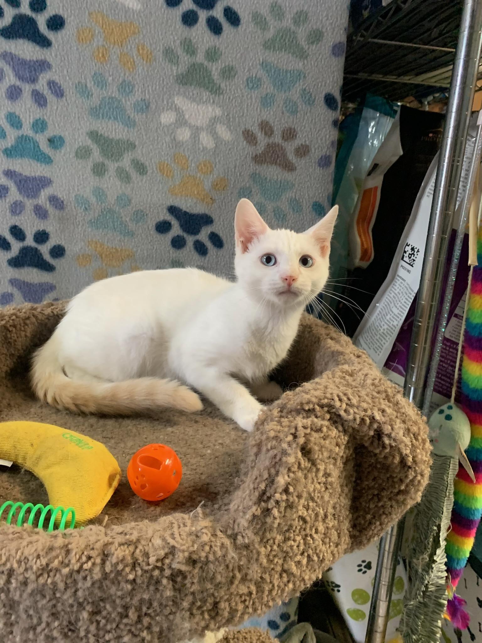 'TUNDRA', an adoptable mixed breed in North East, MD image 1/3