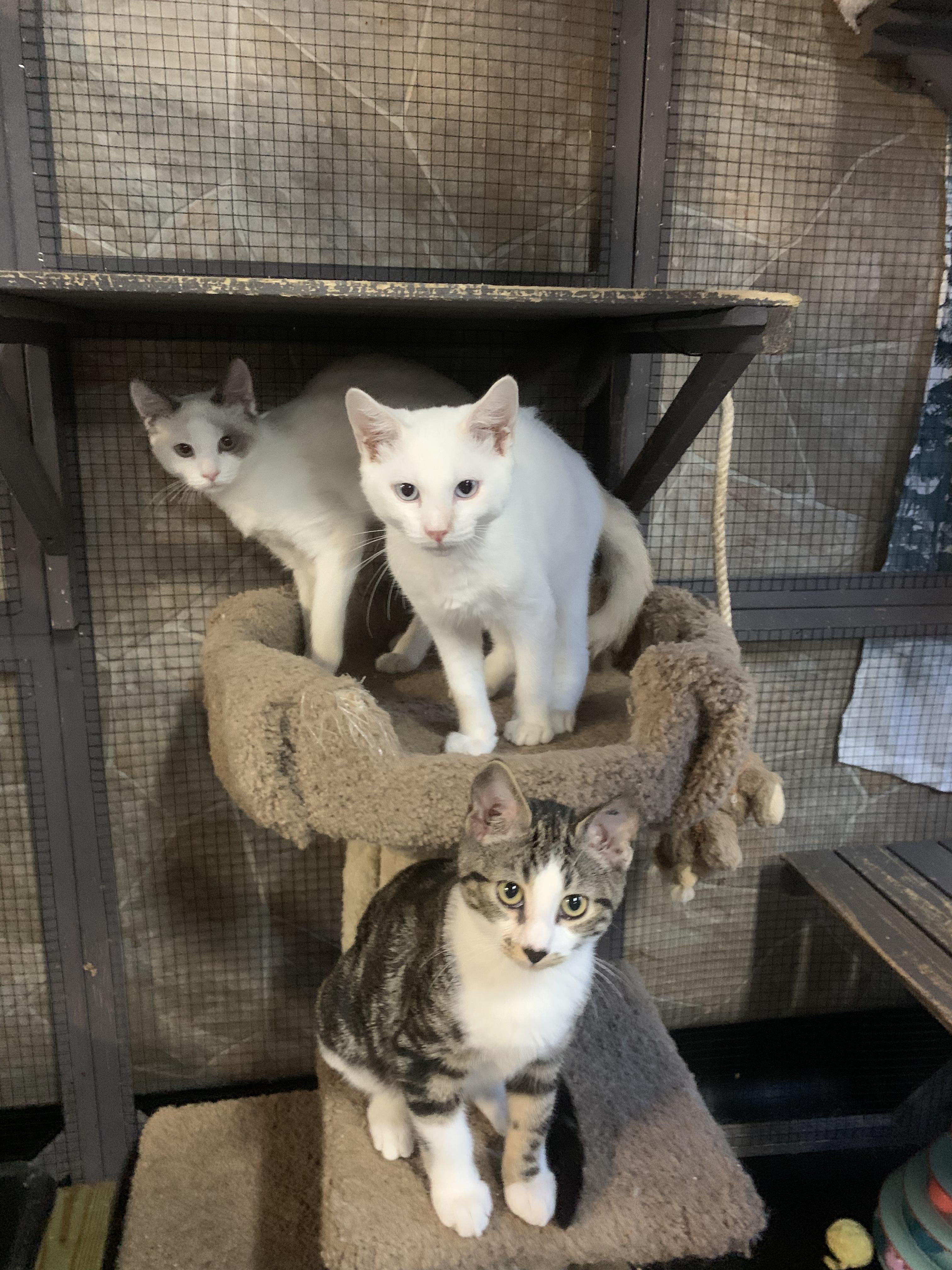 'TUNDRA', an adoptable mixed breed in North East, MD image 2/3