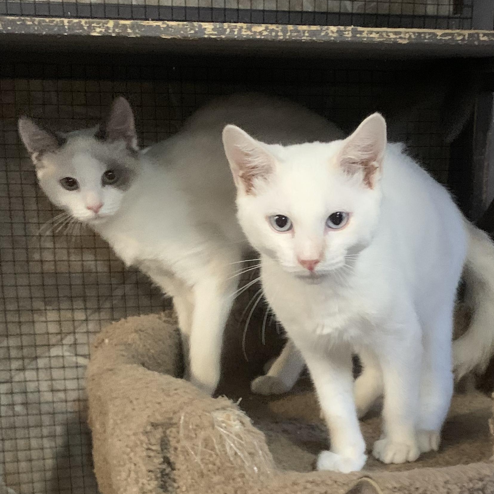 Enlarge 'TUNDRA' and 'NORDICA', an adoptable mixed breed in North East, MD image 1/4