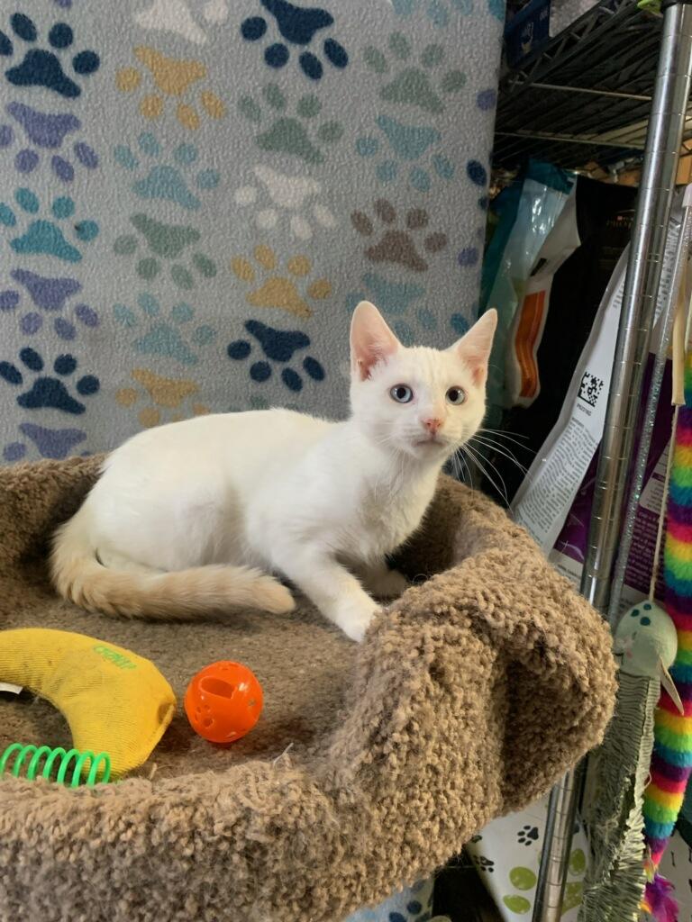 'TUNDRA', an adoptable mixed breed in North East, MD image 3/3