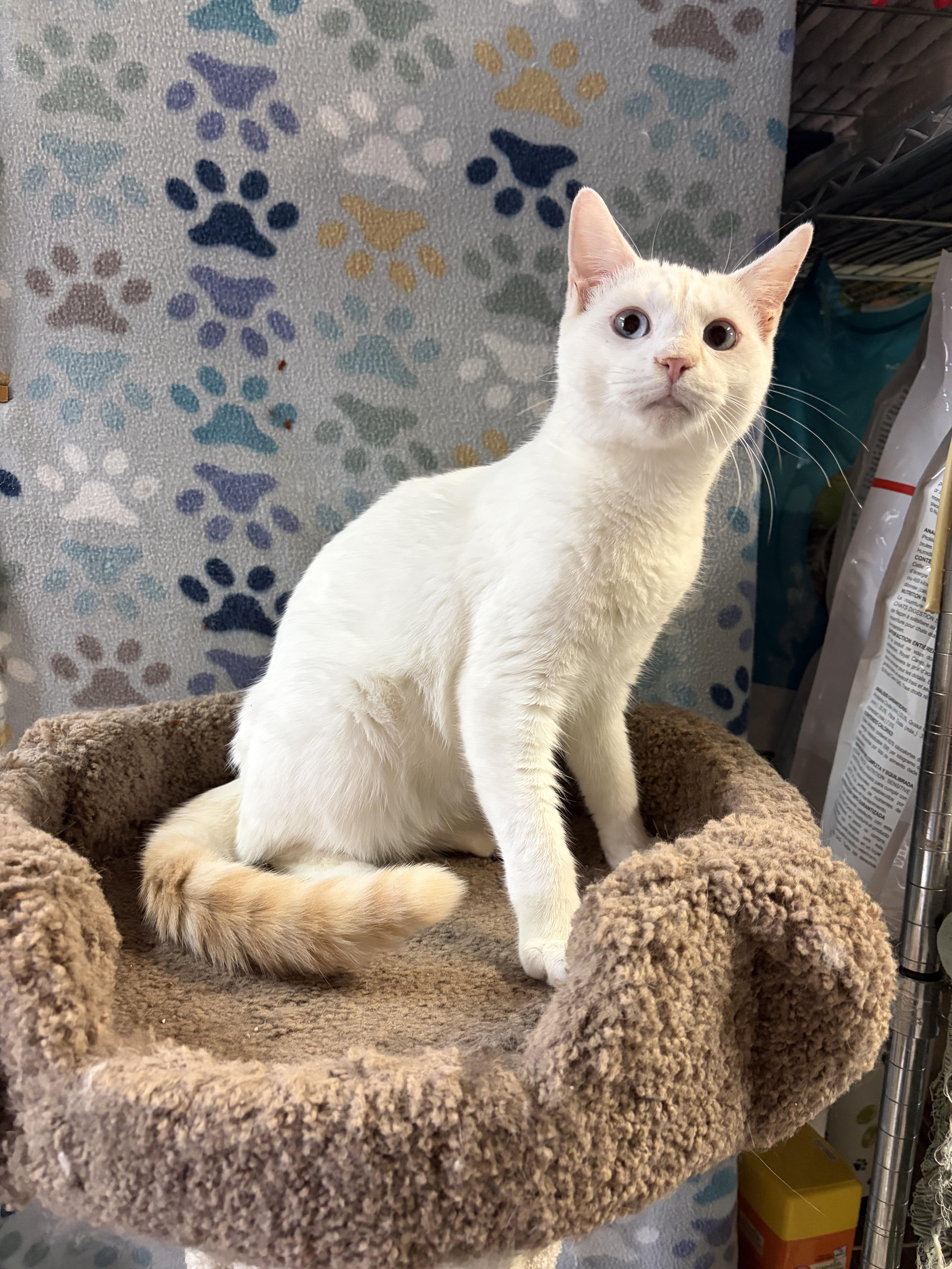 Enlarge 'TUNDRA' and 'NORDICA', an adoptable mixed breed in North East, MD image 3/4