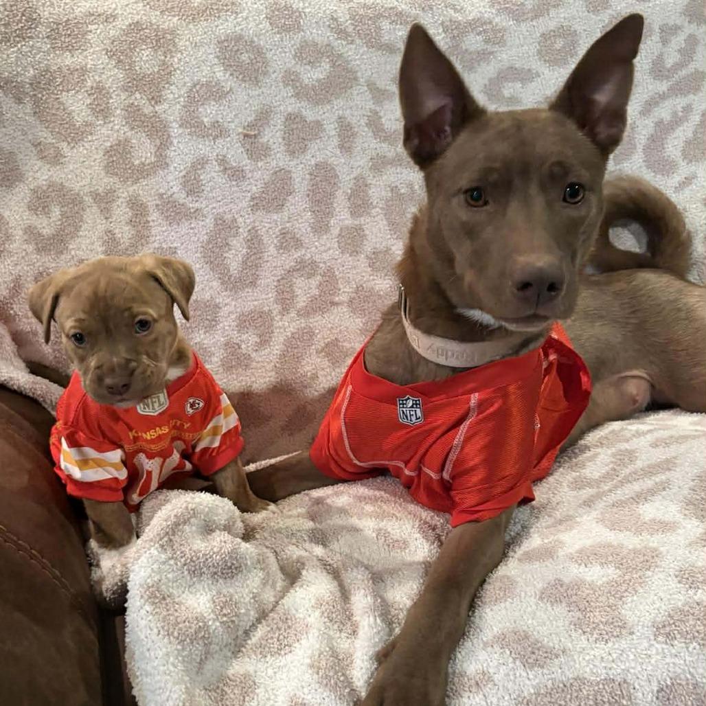 Brynnley (Mama), a Adoptable mixed breed in Overland Park, KS image 1/6