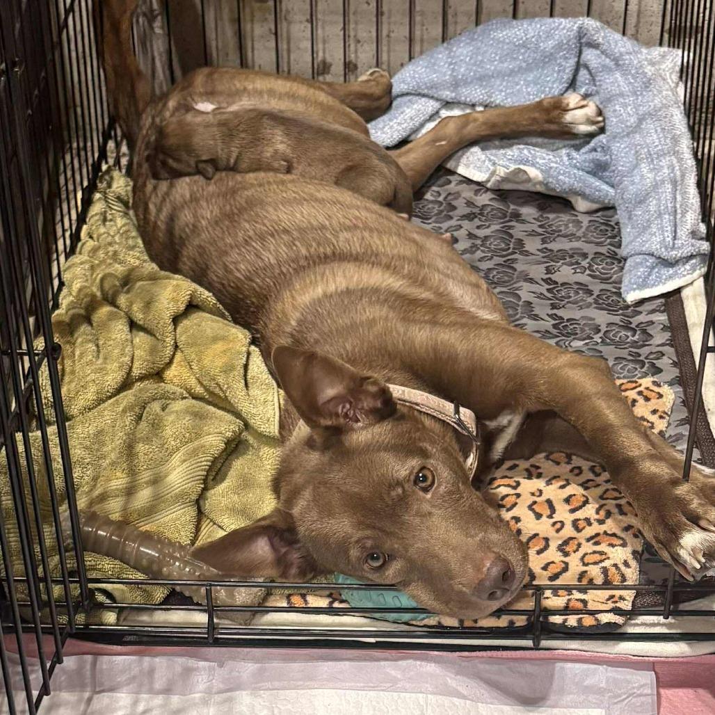 Brynnley (Mama), a Adoptable mixed breed in Overland Park, KS image 2/6