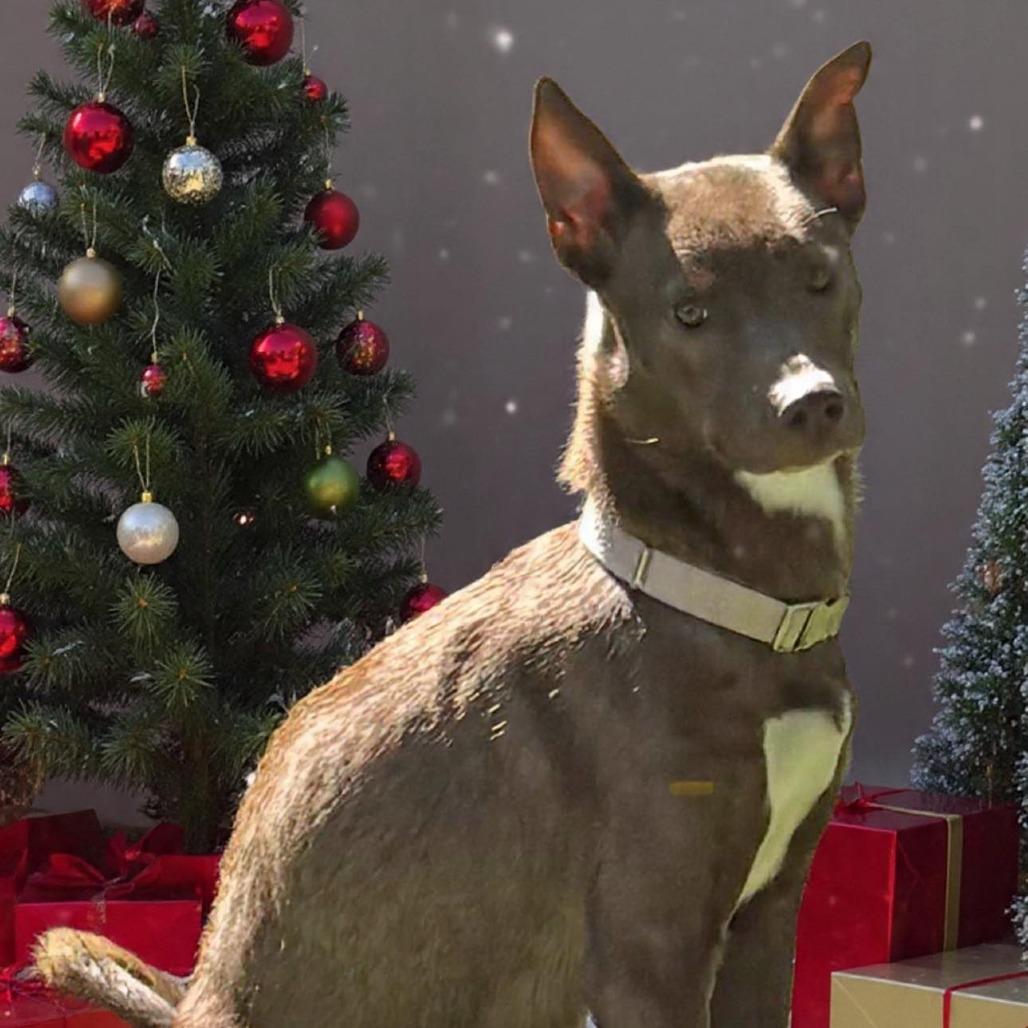 Brynnley (Mama), a Adoptable mixed breed in Overland Park, KS image 3/6