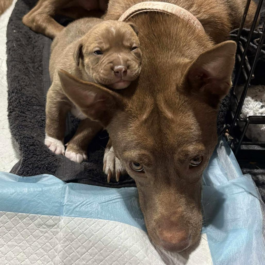 Brynnley (Mama), a Adoptable mixed breed in Overland Park, KS image 5/6