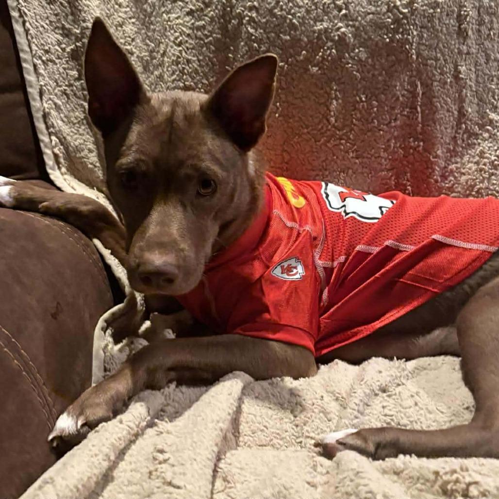 Brynnley (Mama), a Adoptable mixed breed in Overland Park, KS image 6/6