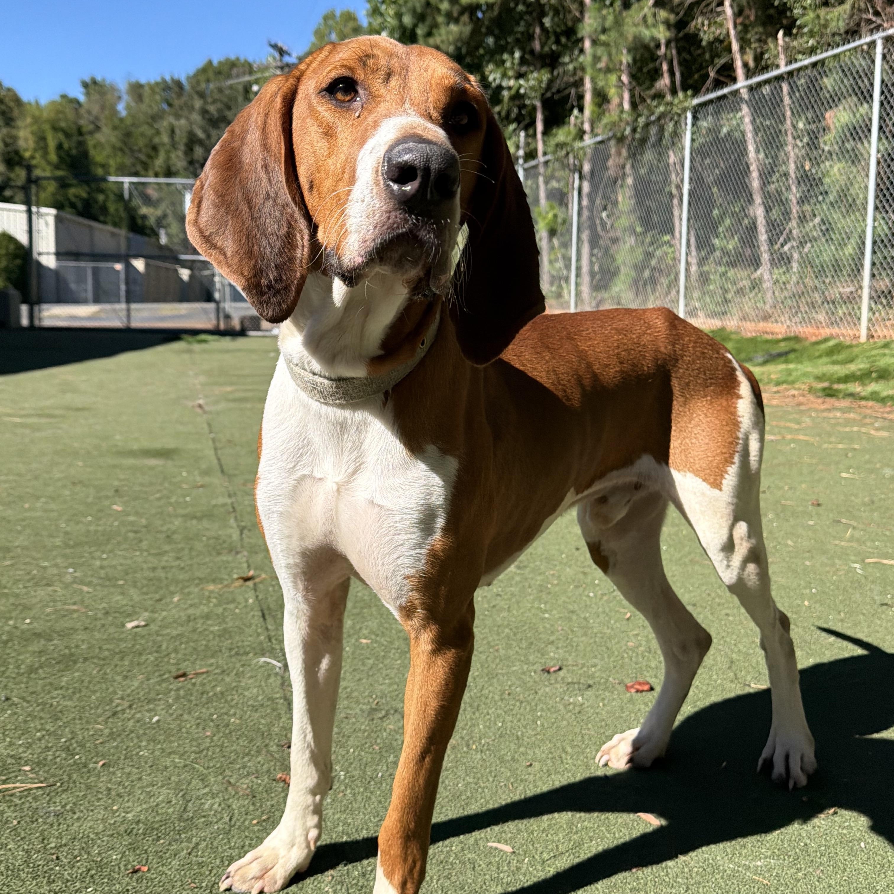 Jigsaw, Adoptable, Young Male American Foxhound.