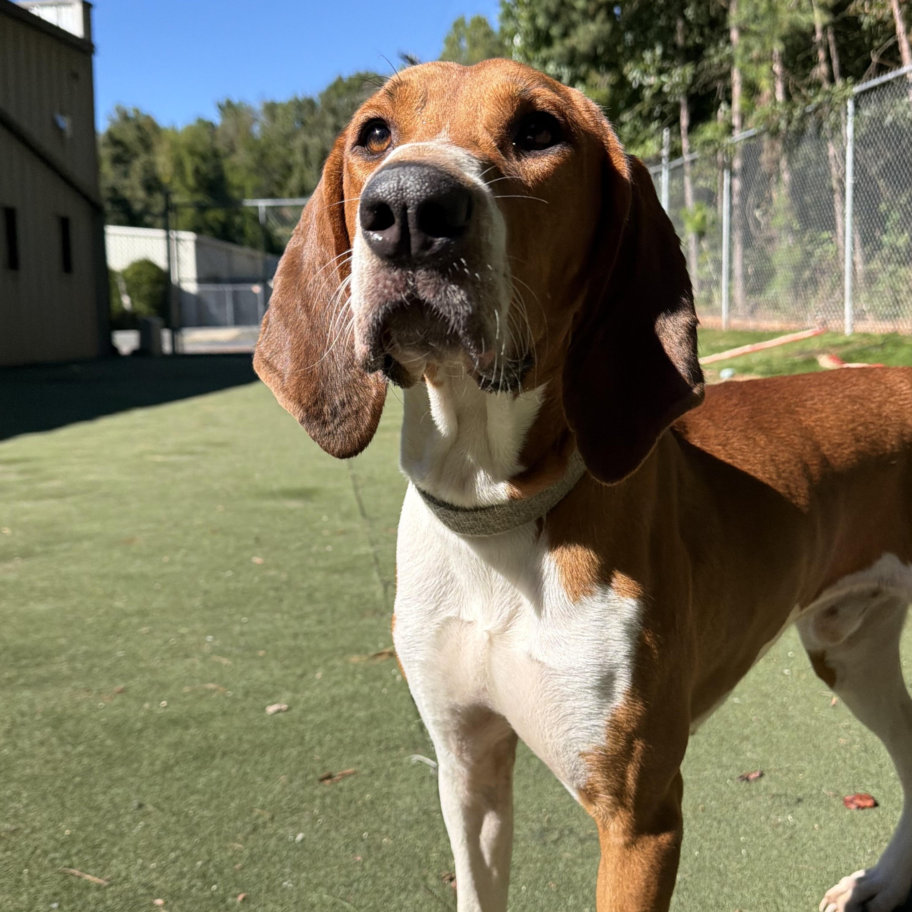 Enlarge Jigsaw, a Adoptable mixed breed in Charlotte, NC image 5/6