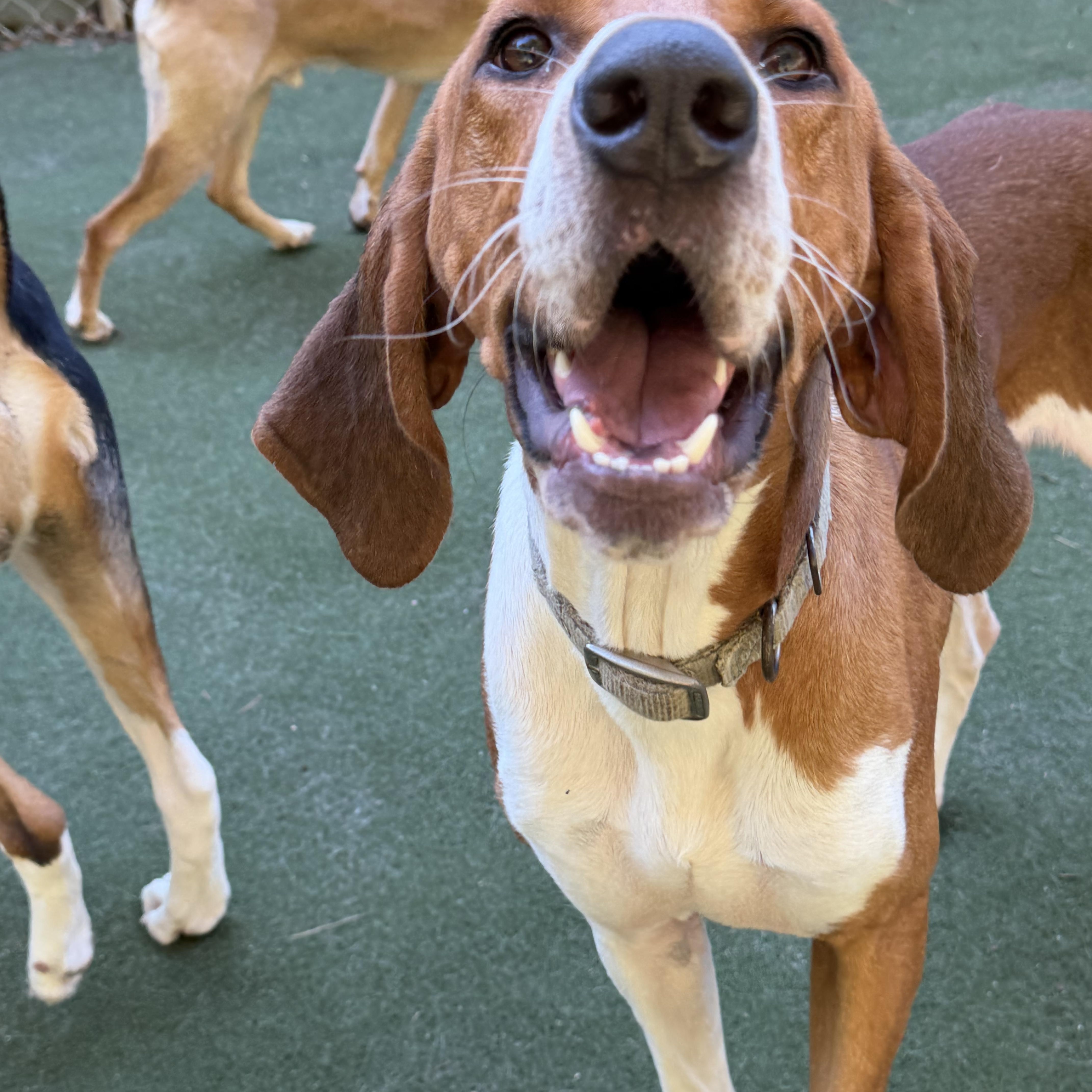 Enlarge Jigsaw, a Adoptable mixed breed in Charlotte, NC image 2/6