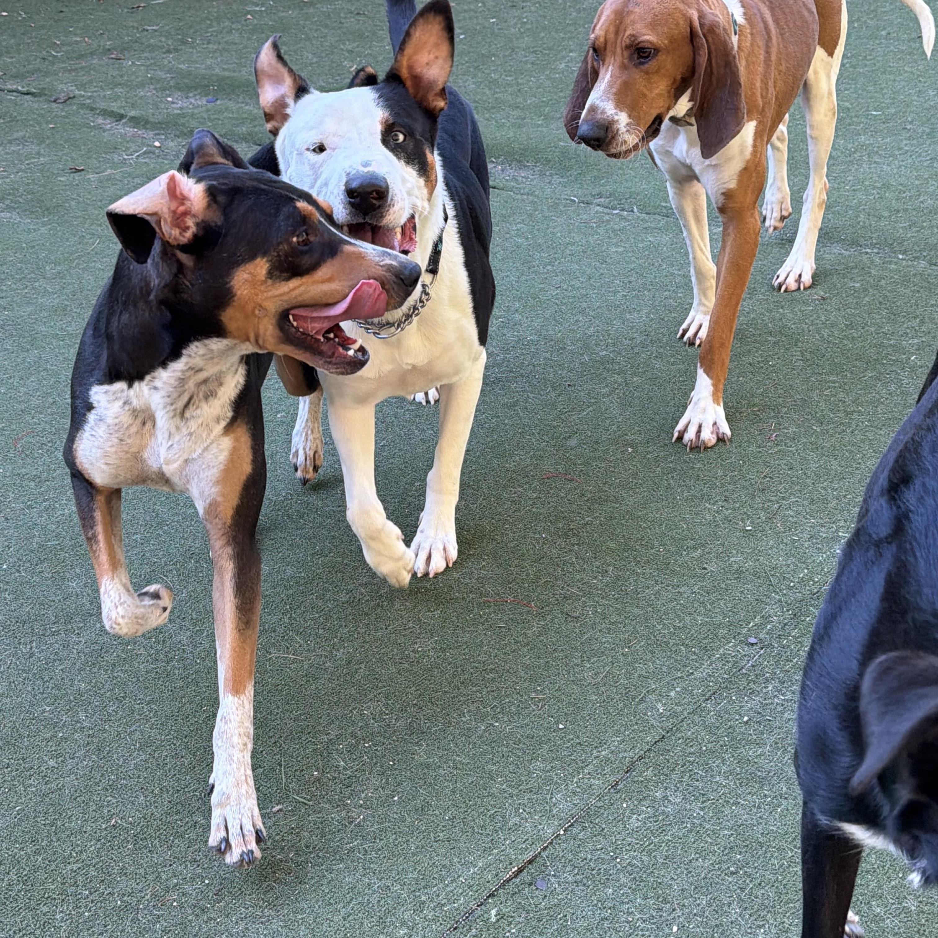 Enlarge Jigsaw, a Adoptable mixed breed in Charlotte, NC image 3/6