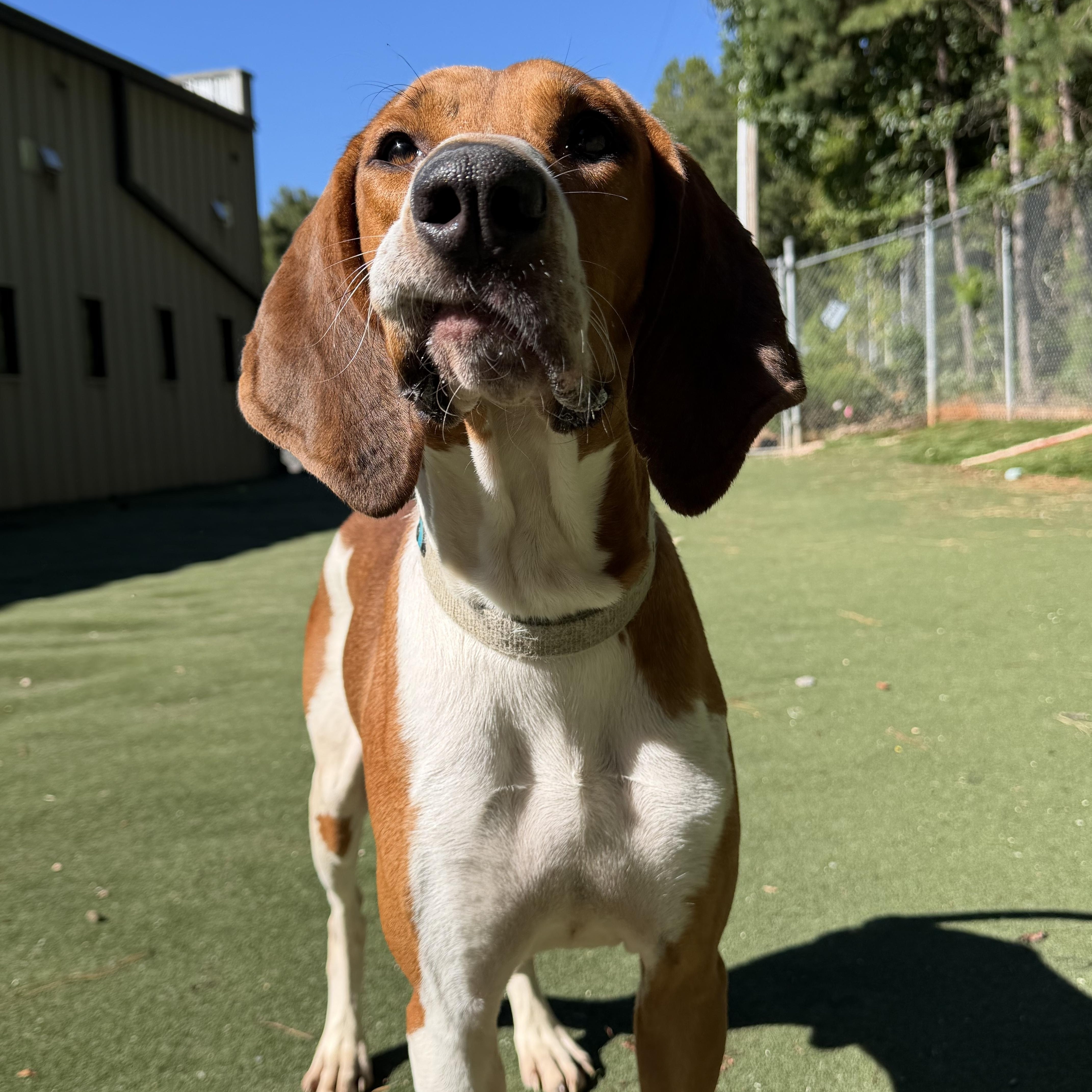 Enlarge Jigsaw, a Adoptable mixed breed in Charlotte, NC image 4/6