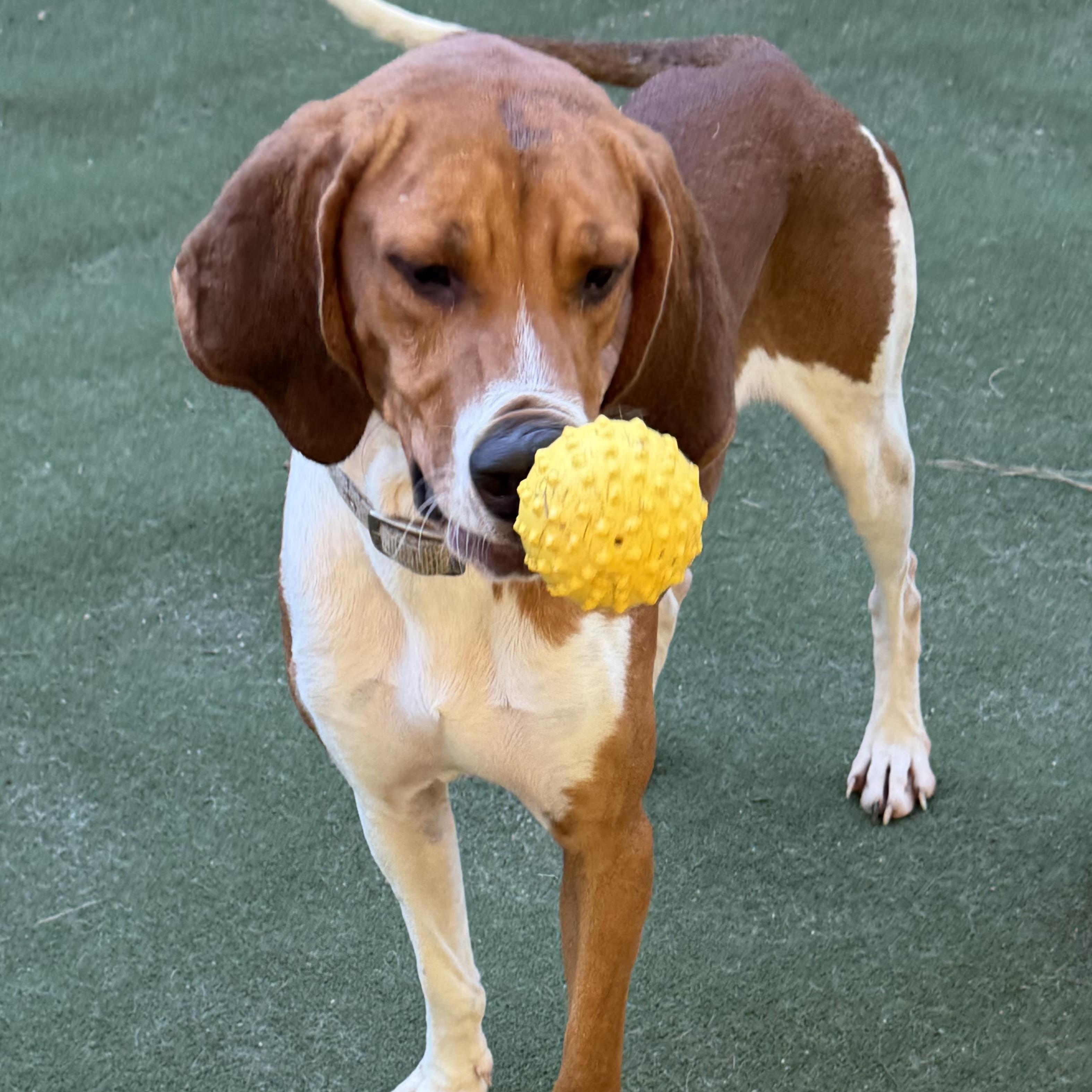 Enlarge Jigsaw, a Adoptable mixed breed in Charlotte, NC image 6/6