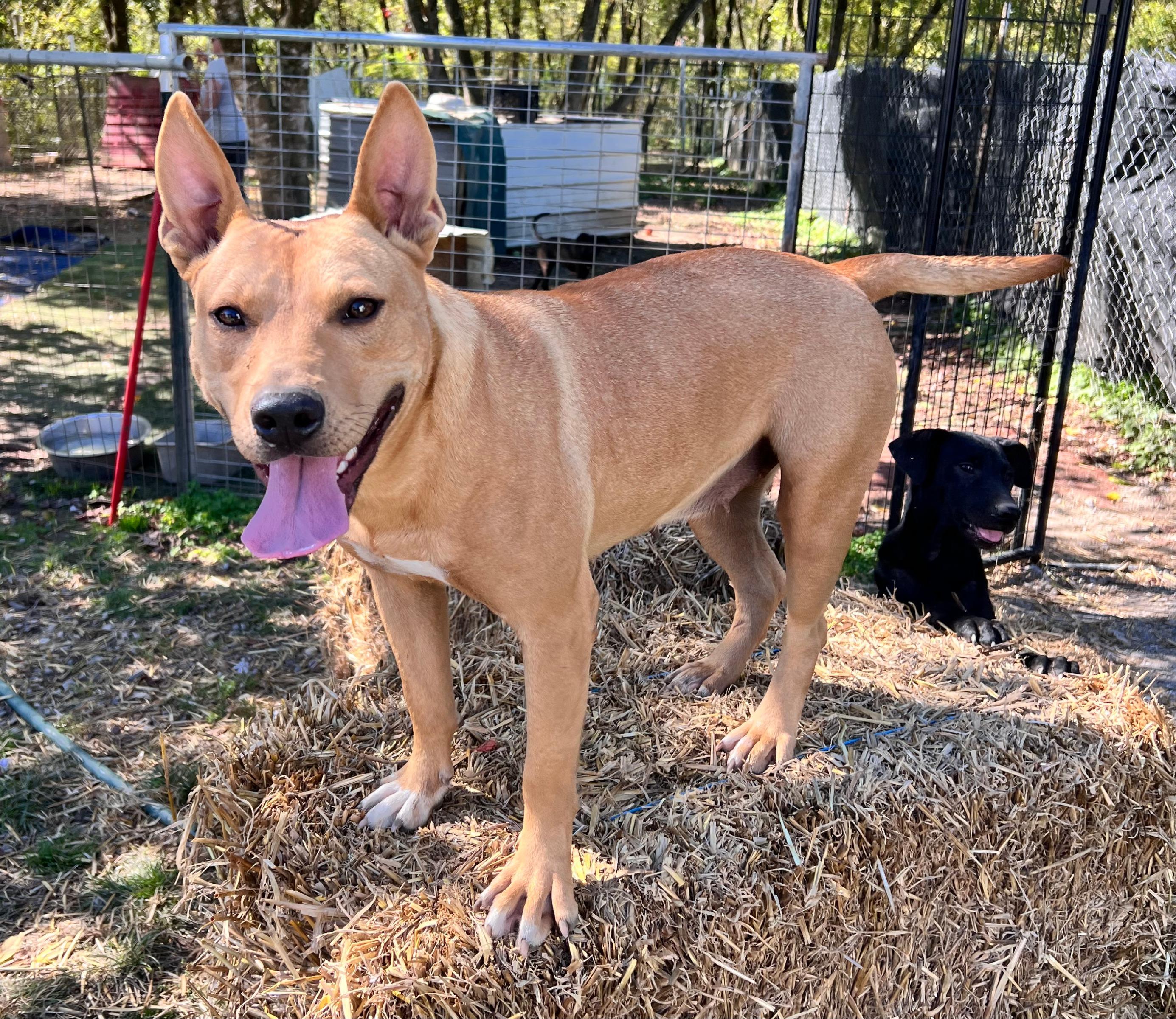 Daisy, Adoptable, Adult Female Carolina Dog & Staffordshire Bull Terrier.