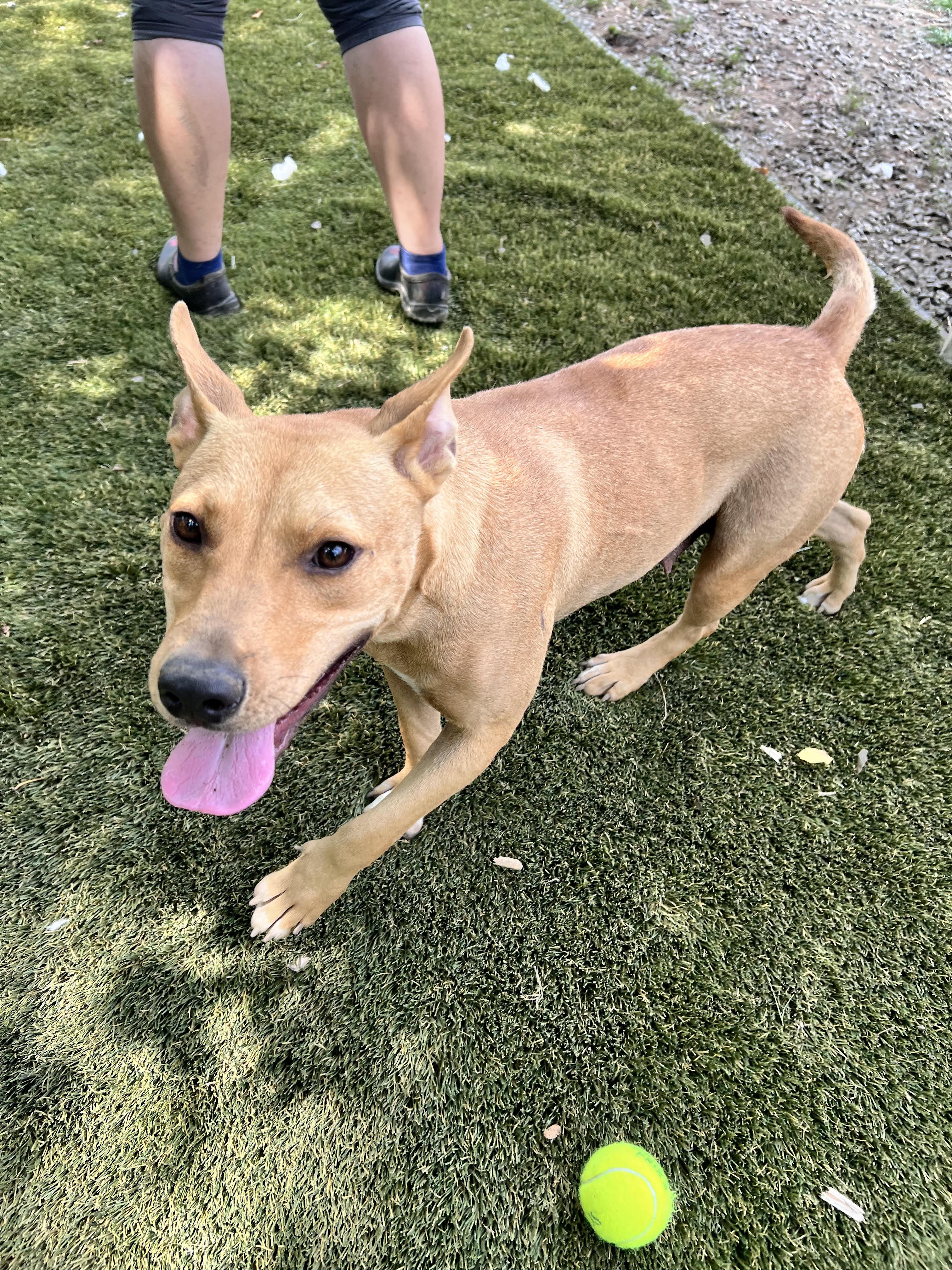 Daisy, Adoptable, Young Female Carolina Dog & Staffordshire Bull Terrier.