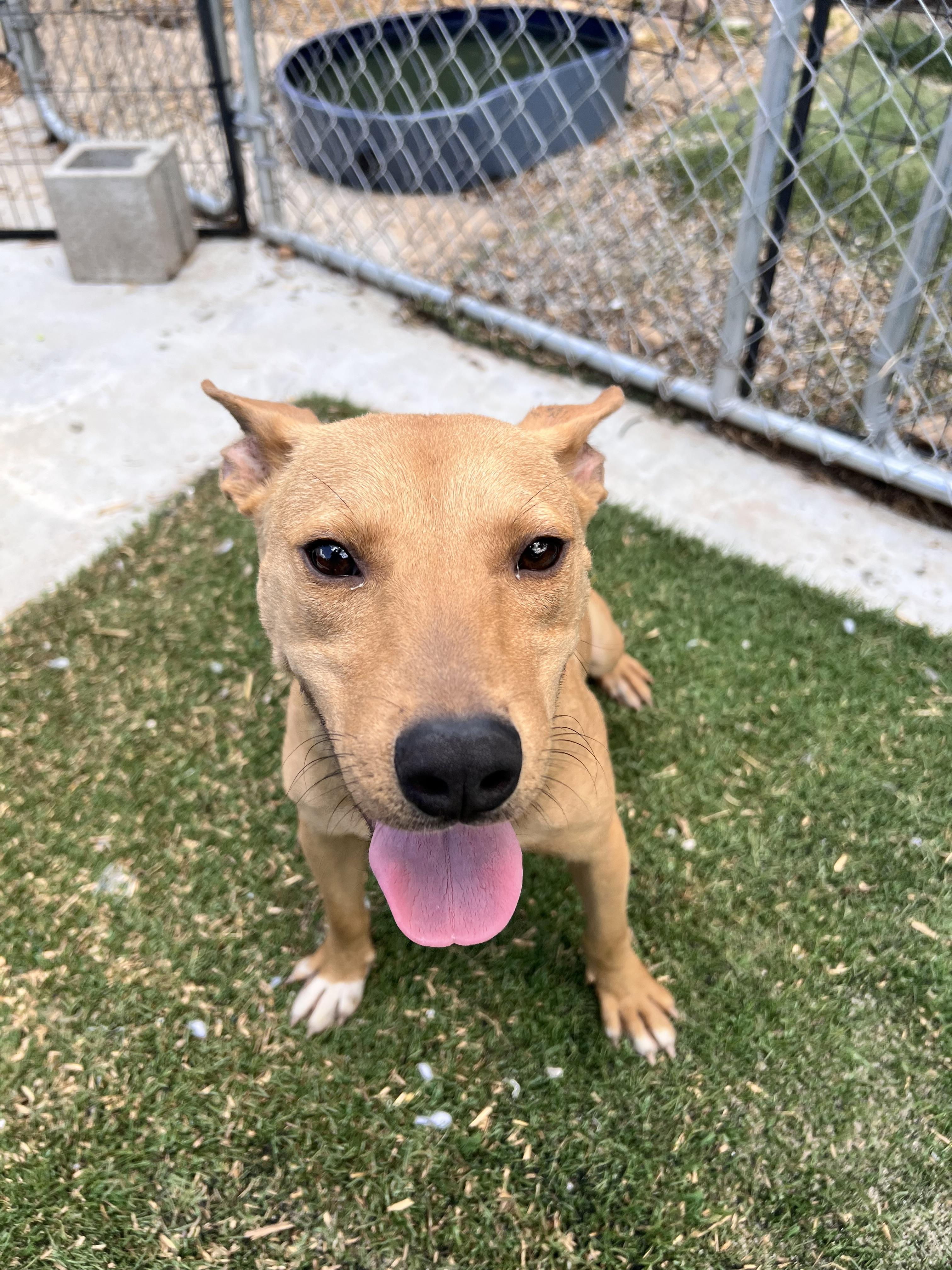 Enlarge Daisy, a Adoptable mixed breed in Tracy City , TN image 2/3