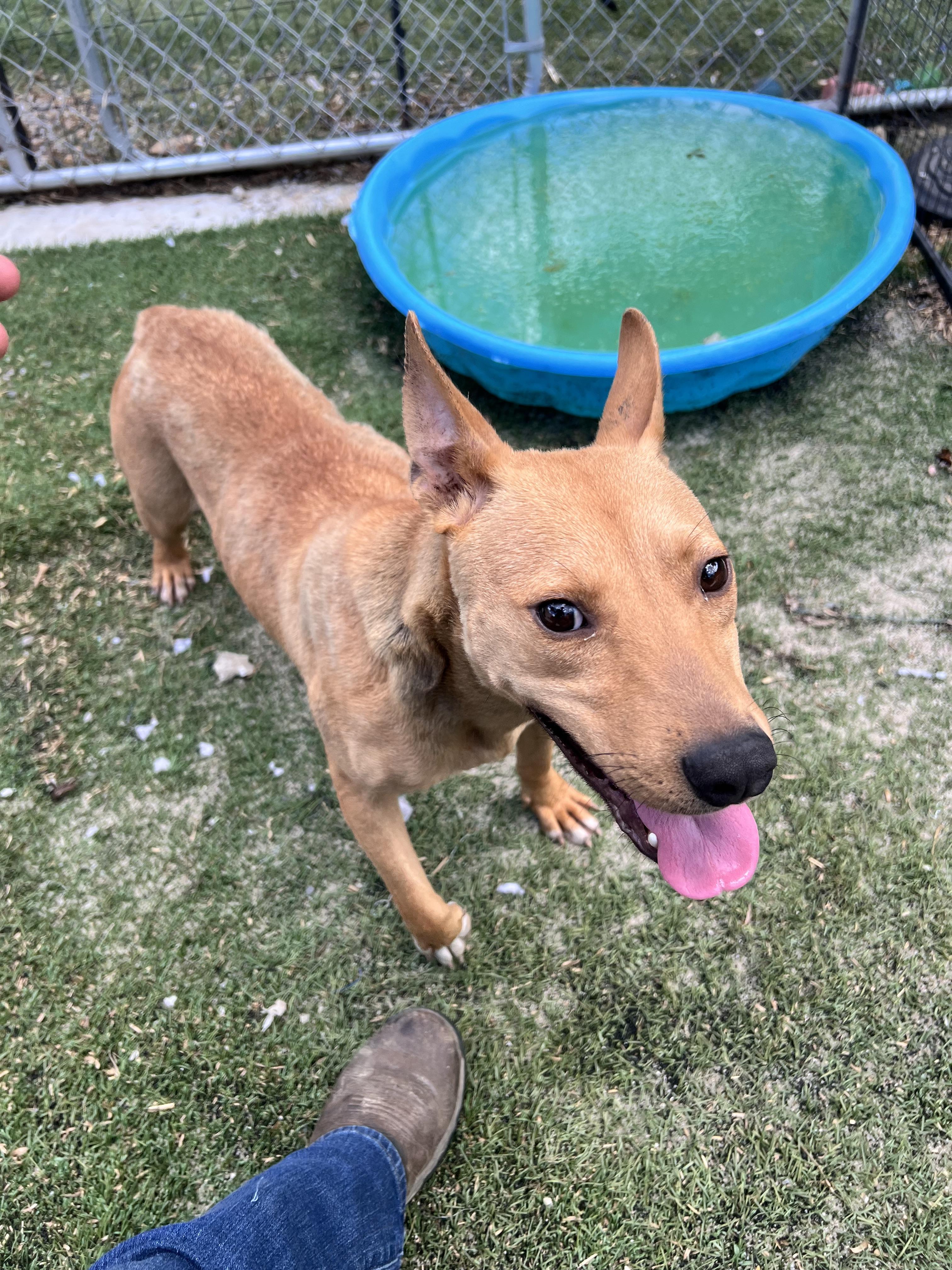 Enlarge Daisy, a Adoptable mixed breed in Tracy City , TN image 3/3
