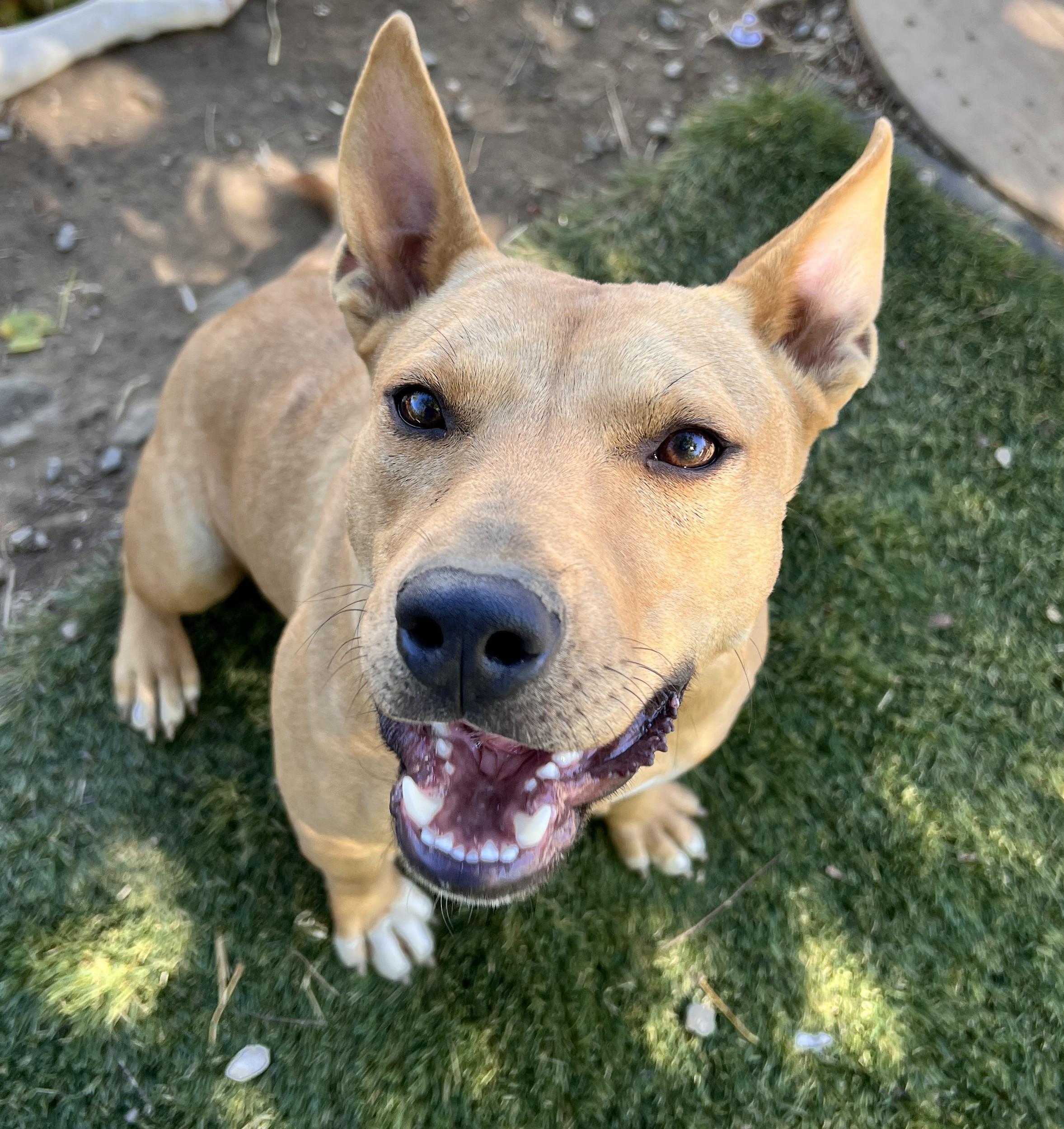 Enlarge Daisy, a Adoptable mixed breed in Tracy City , TN image 3/3