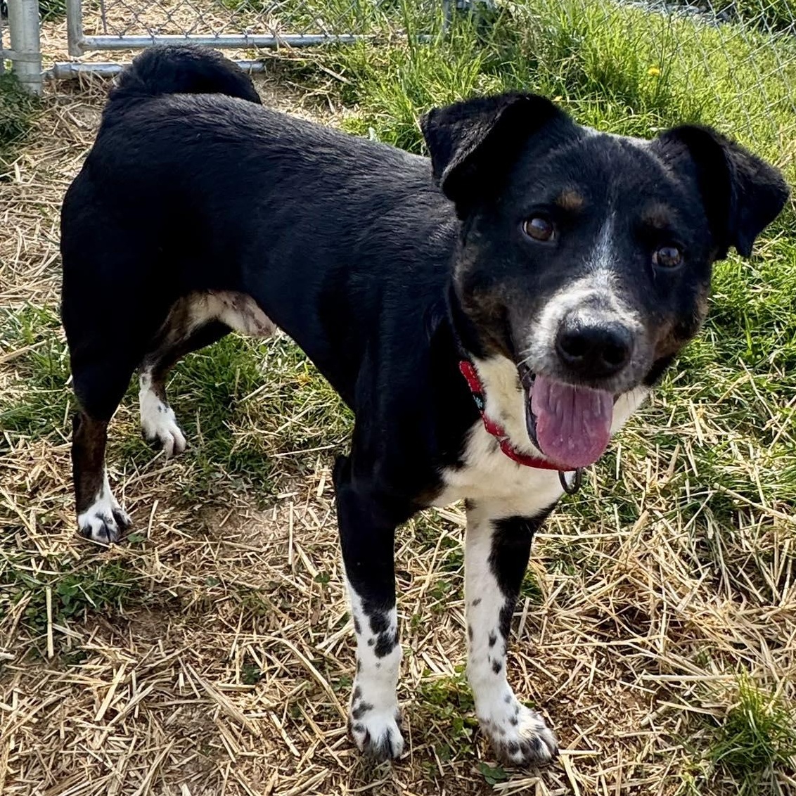 Shiitake, adopted, Young Male Border Collie & Australian Shepherd.