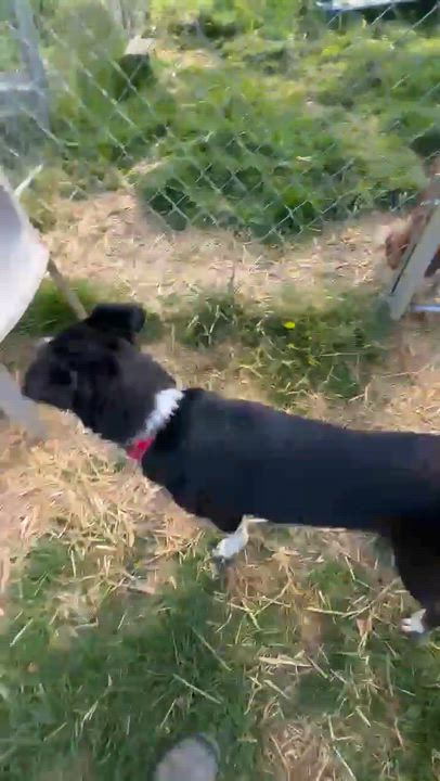 Enlarge Shiitake, an adopted mixed breed in Coventry, CT video 6/6