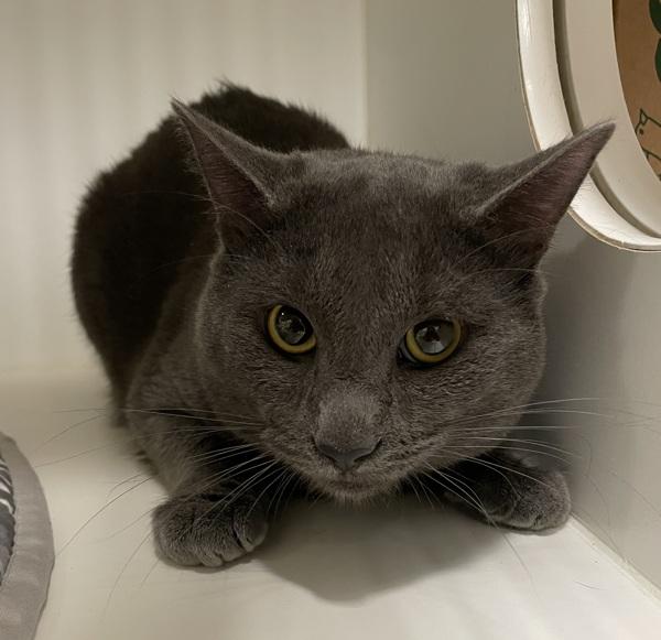 North Star (mcas), Adoptable, Adult Male Domestic Short Hair & Manx.