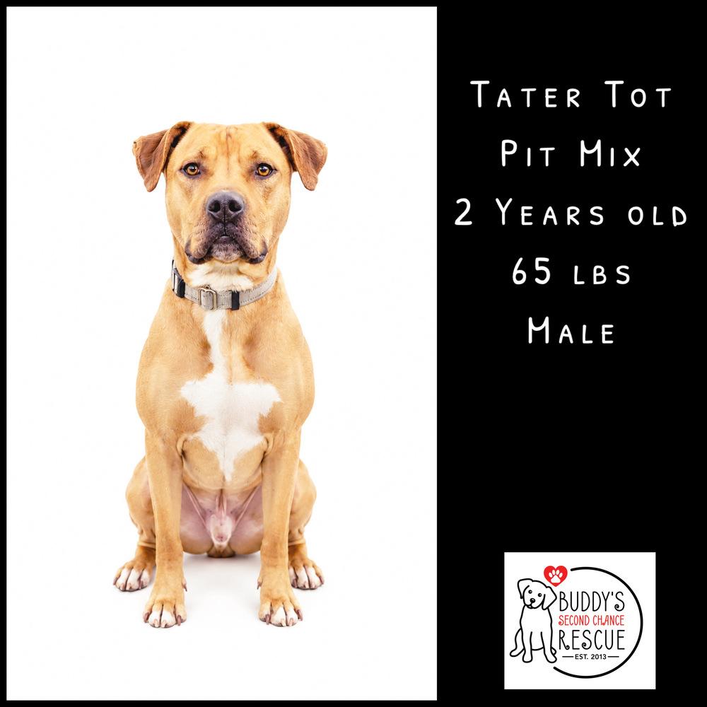 Enlarge Tater Tot, a Adoptable mixed breed in Amherst, NY image 1/6