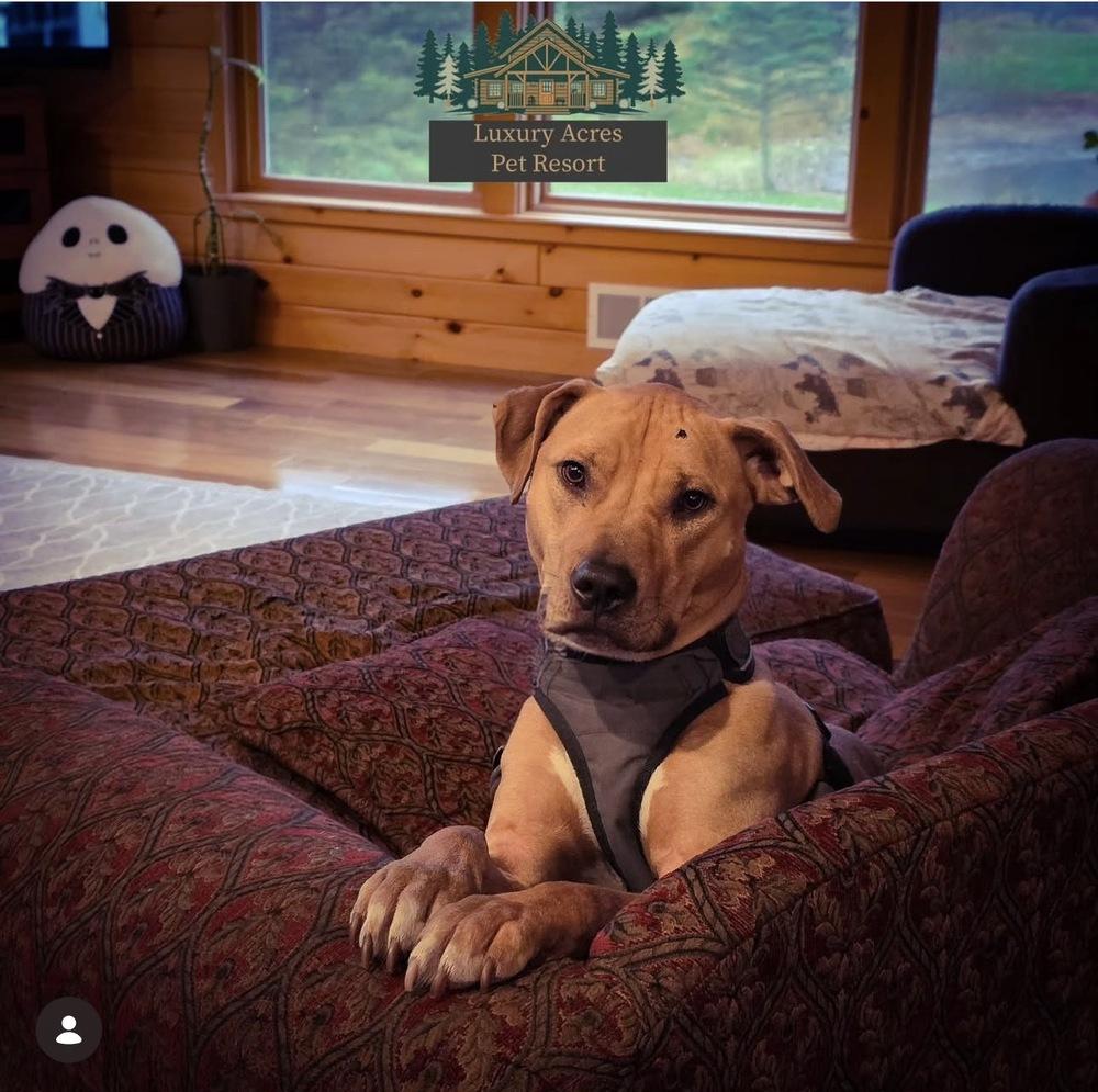 Enlarge Tater Tot, a Adoptable mixed breed in Amherst, NY image 2/6