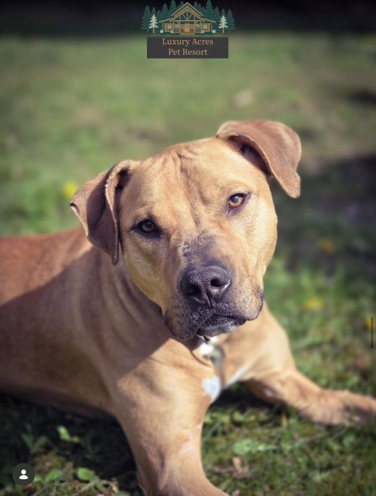 Enlarge Tater Tot, a Adoptable mixed breed in Amherst, NY image 3/6