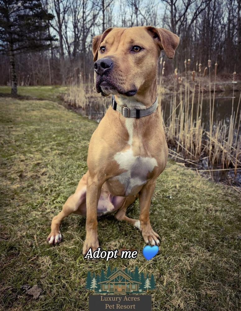 Enlarge Tater Tot, a Adoptable mixed breed in Amherst, NY image 4/6