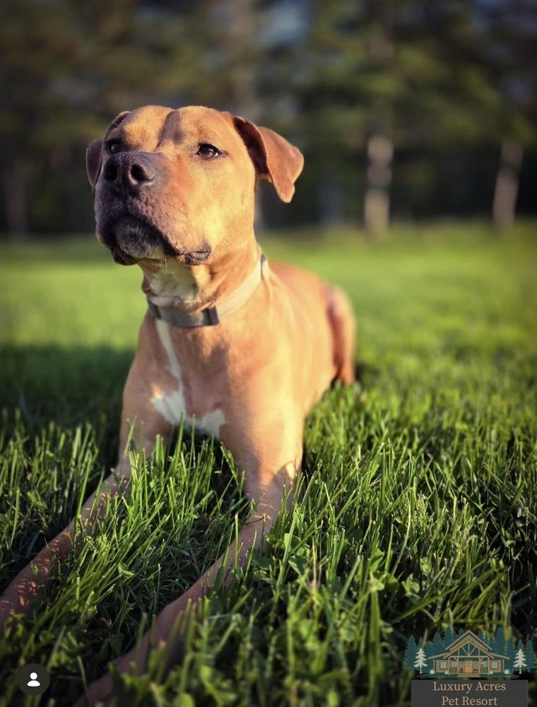 Enlarge Tater Tot, a Adoptable mixed breed in Amherst, NY image 5/6