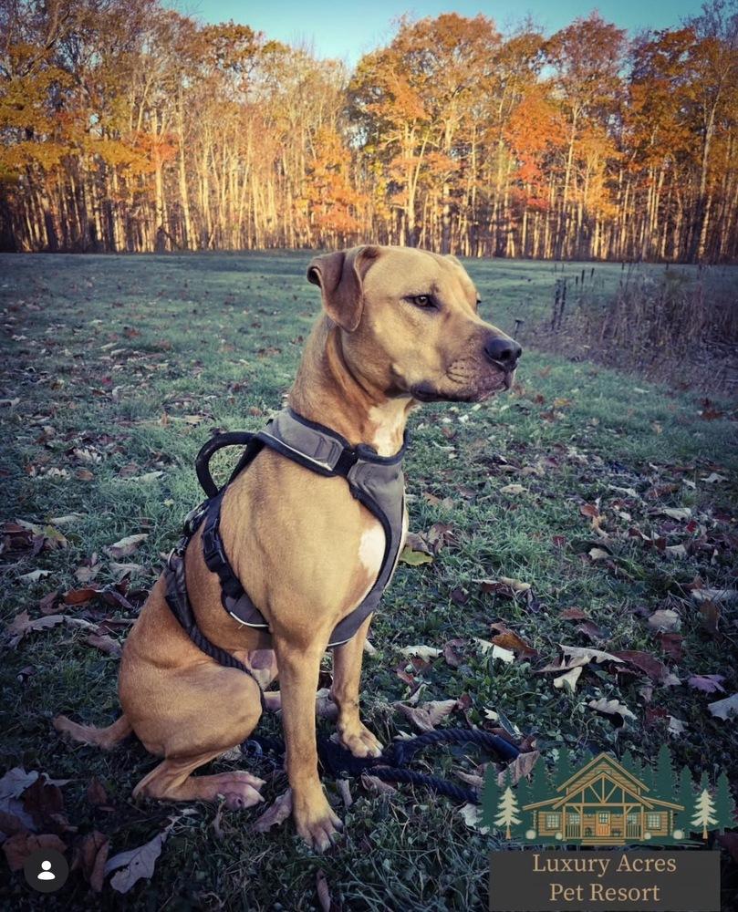Enlarge Tater Tot, a Adoptable mixed breed in Amherst, NY image 6/6