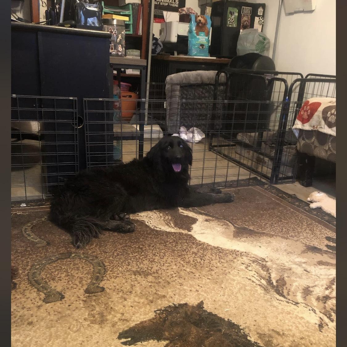 Maggie, a Adoptable mixed breed in Campton, KY image 2/6