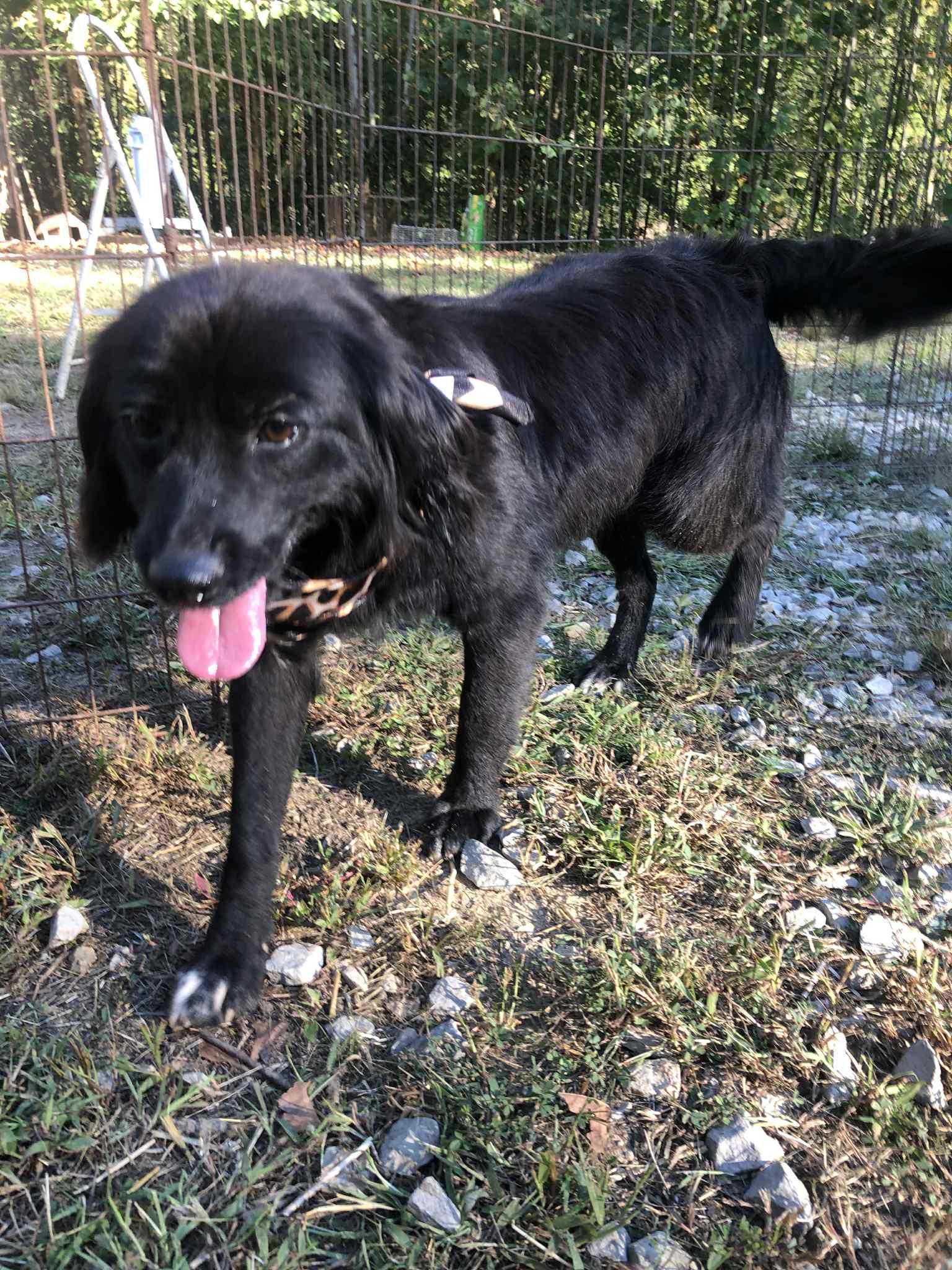 Maggie, an adoptable Black Labrador Retriever, Labradoodle in Campton, KY, 41301 | Photo Image 3
