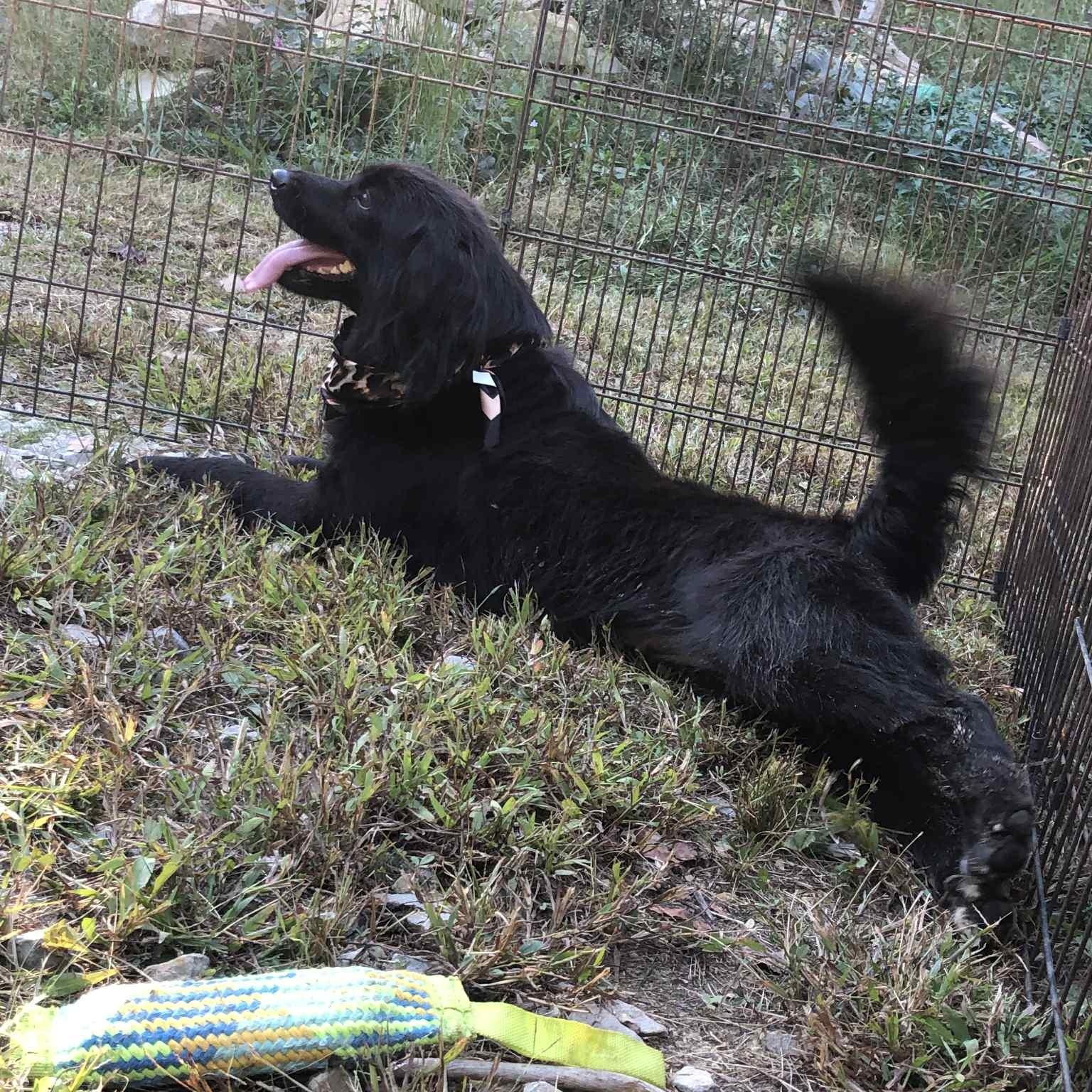 Maggie, Adoptable, Adult Female Black Labrador Retriever & Labradoodle.