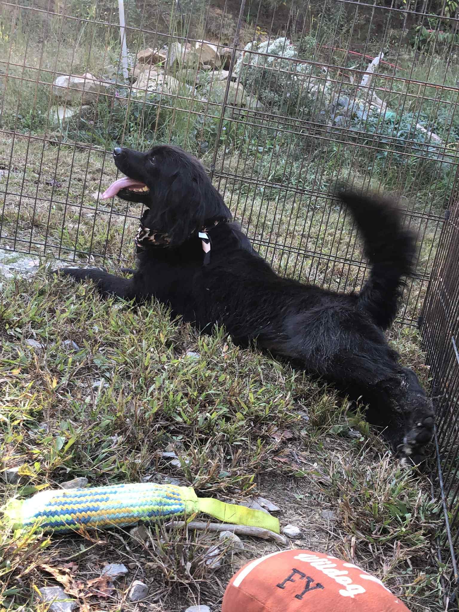 Maggie, an adoptable Black Labrador Retriever, Labradoodle in Campton, KY, 41301 | Photo Image 1