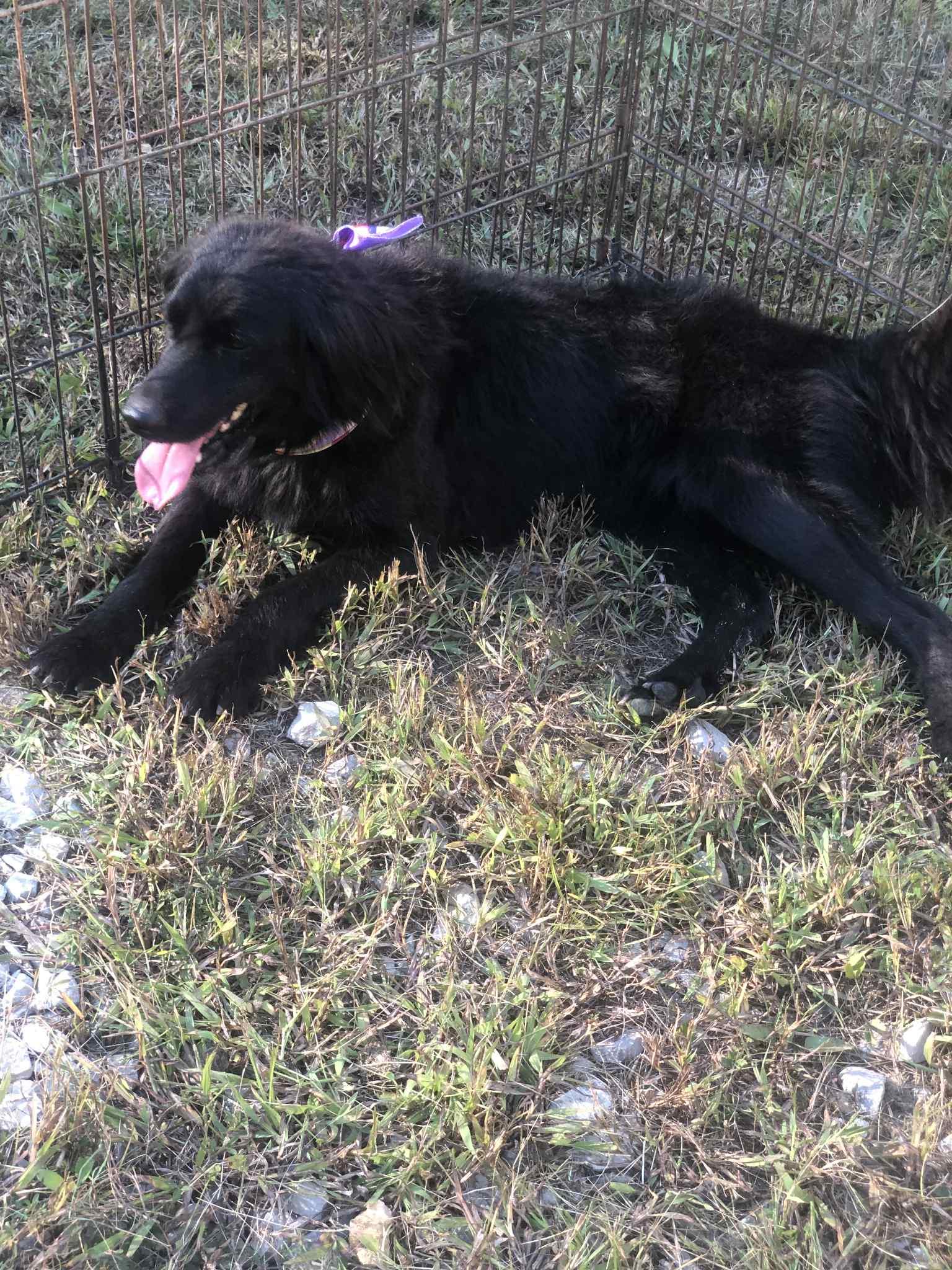 Maggie, an adoptable Black Labrador Retriever, Labradoodle in Campton, KY, 41301 | Photo Image 6