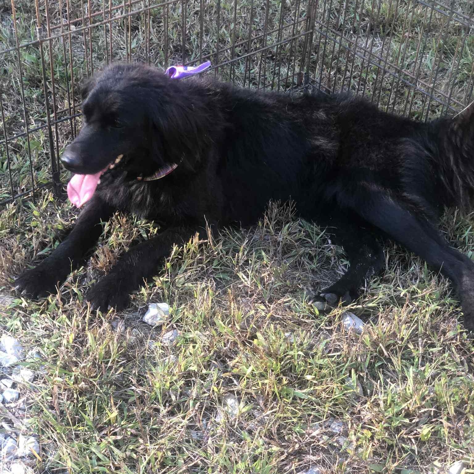Maggie, a Adoptable mixed breed in Campton, KY image 4/6