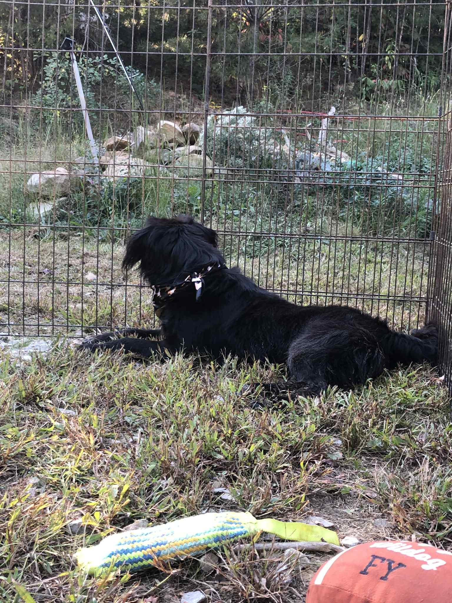 Maggie, an adoptable Black Labrador Retriever, Labradoodle in Campton, KY, 41301 | Photo Image 5