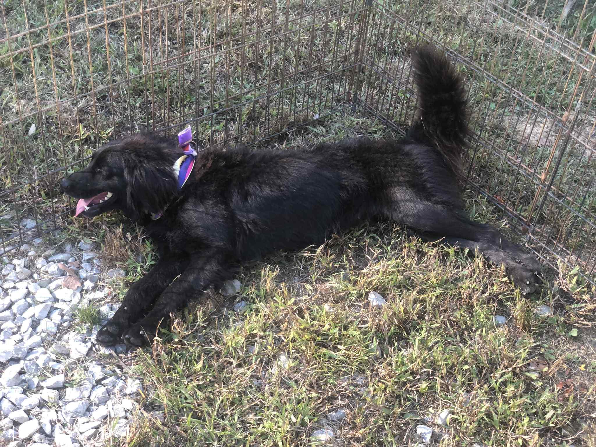 Maggie, an adoptable Black Labrador Retriever, Labradoodle in Campton, KY, 41301 | Photo Image 4